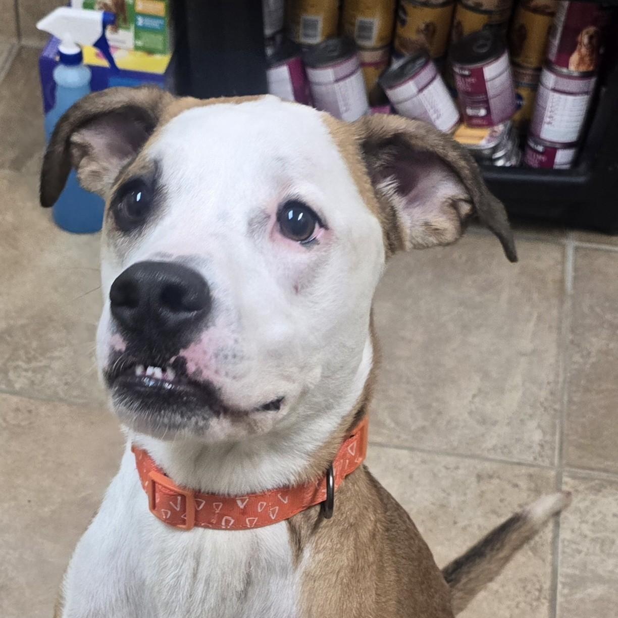 Enlarge Lenny, a ADOPTABLE mixed breed in Brainerd, MN image 1/2