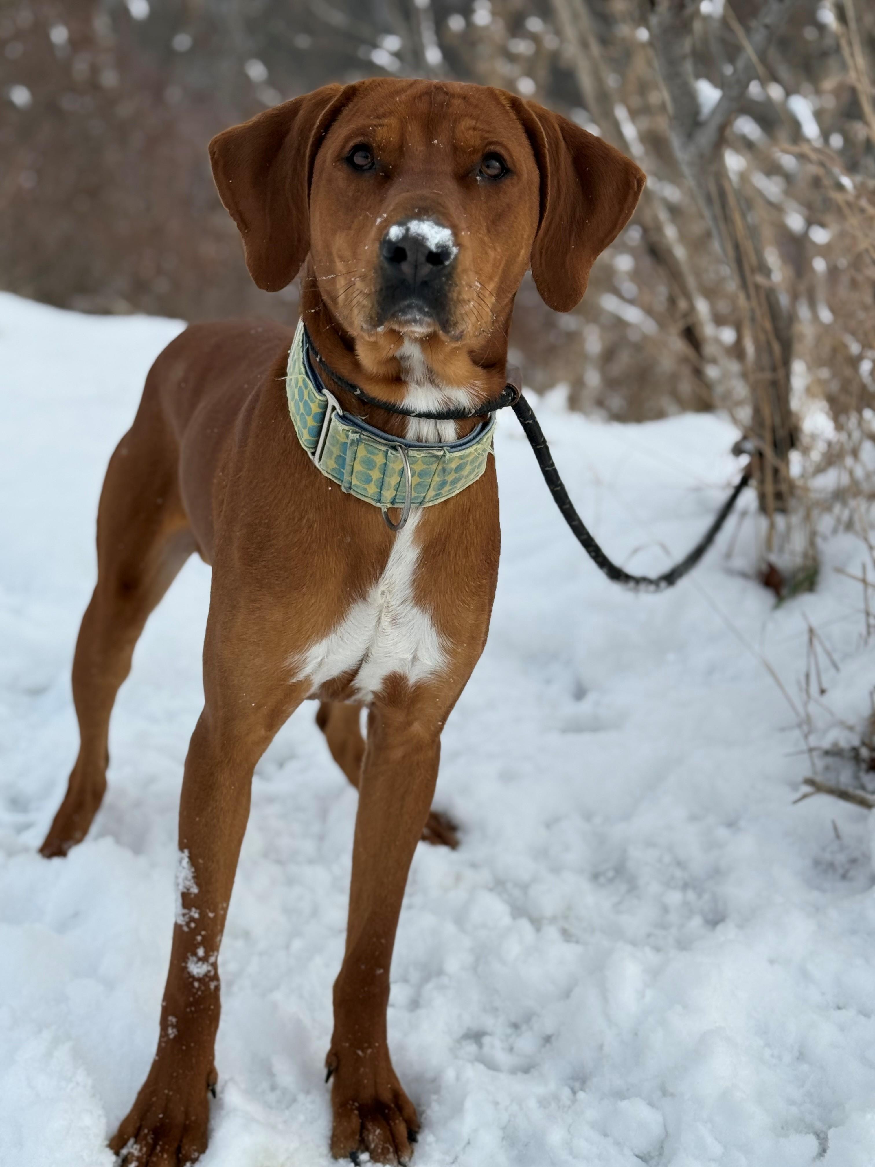 Enlarge Bounce, an adoptable mixed breed in Hamilton, ON image 2/6
