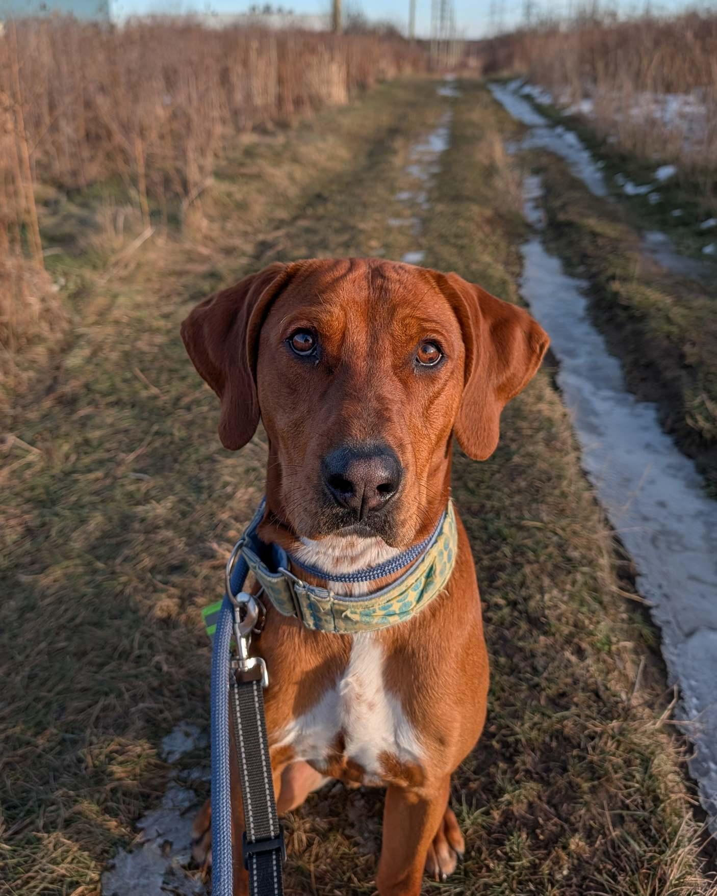 Enlarge Bounce, an adoptable mixed breed in Hamilton, ON image 5/6