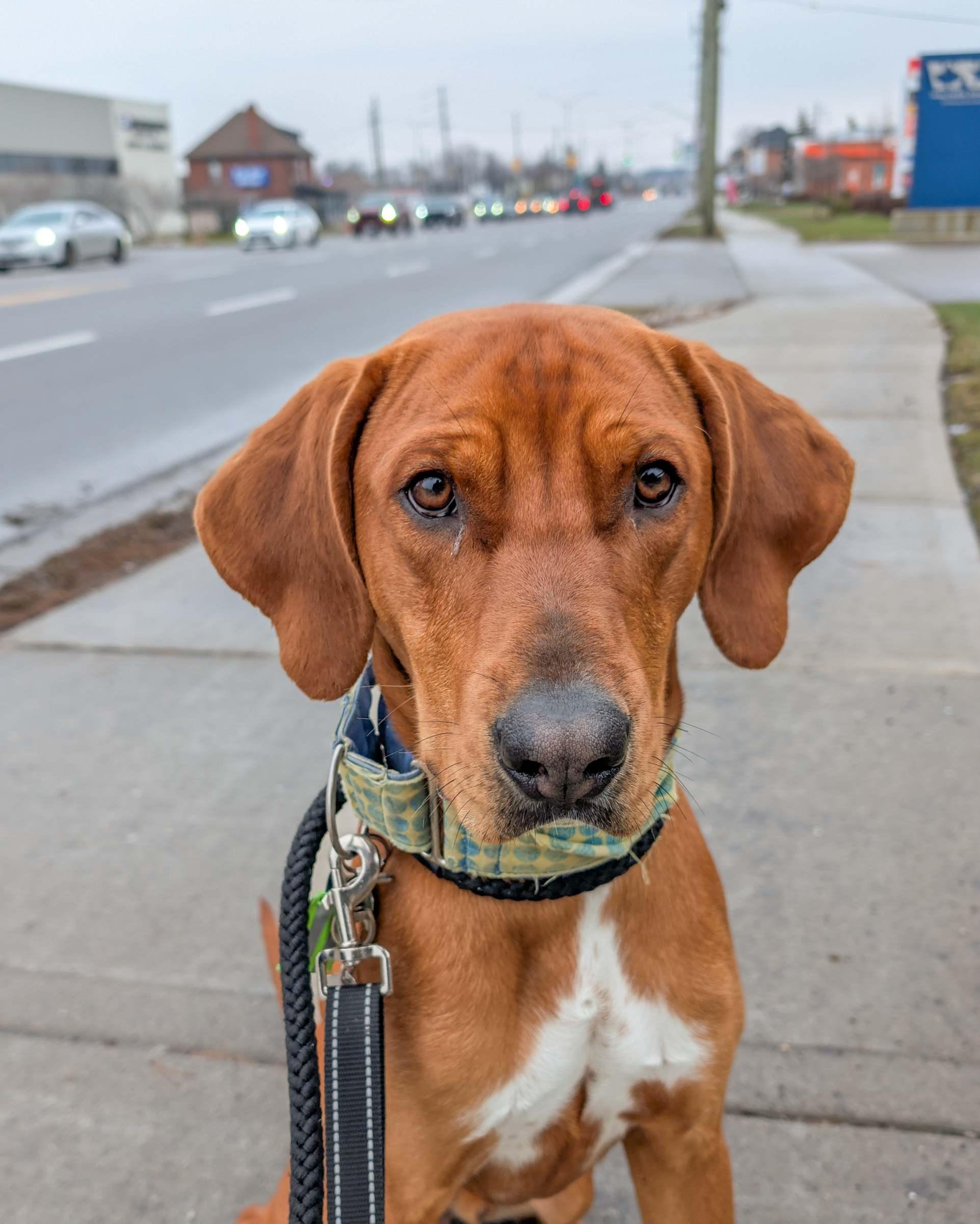 Enlarge Bounce, an adoptable mixed breed in Hamilton, ON image 6/6