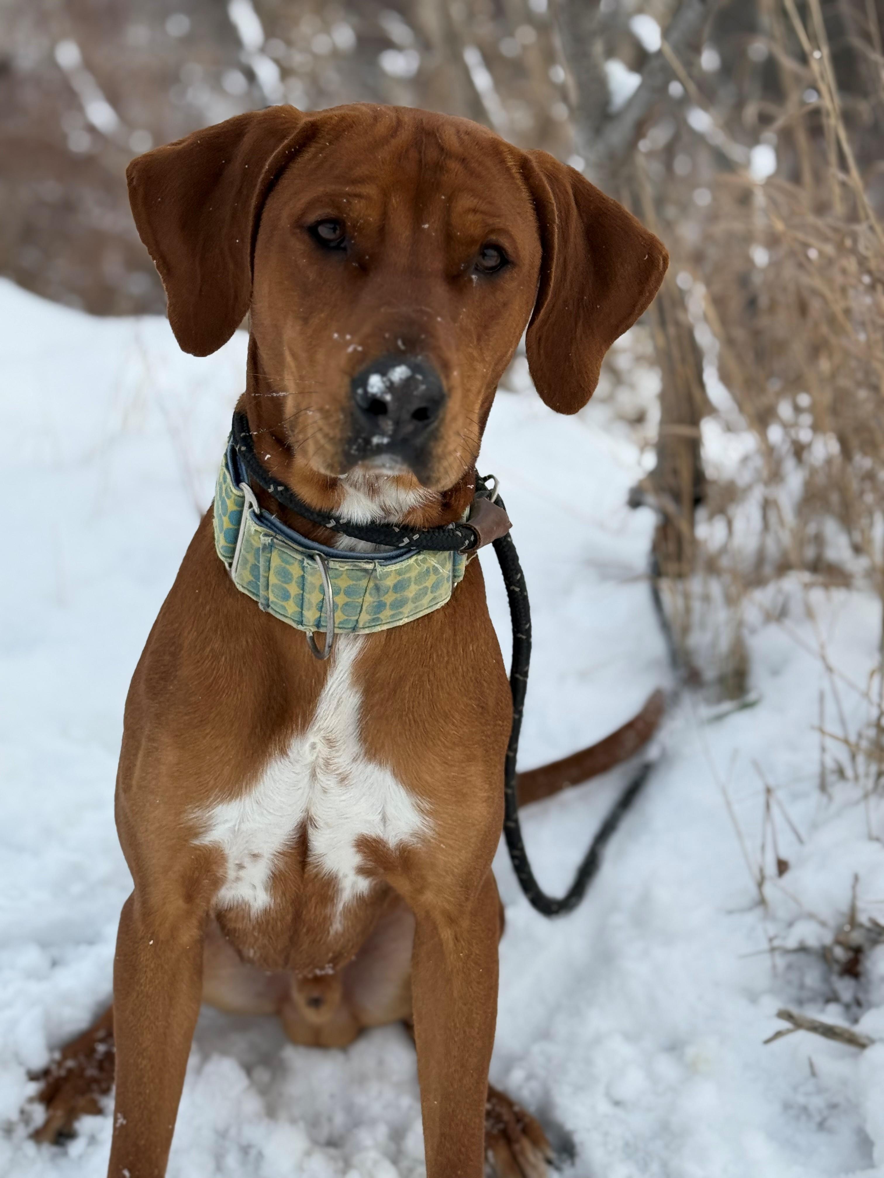Enlarge Bounce, an adoptable mixed breed in Hamilton, ON image 3/6