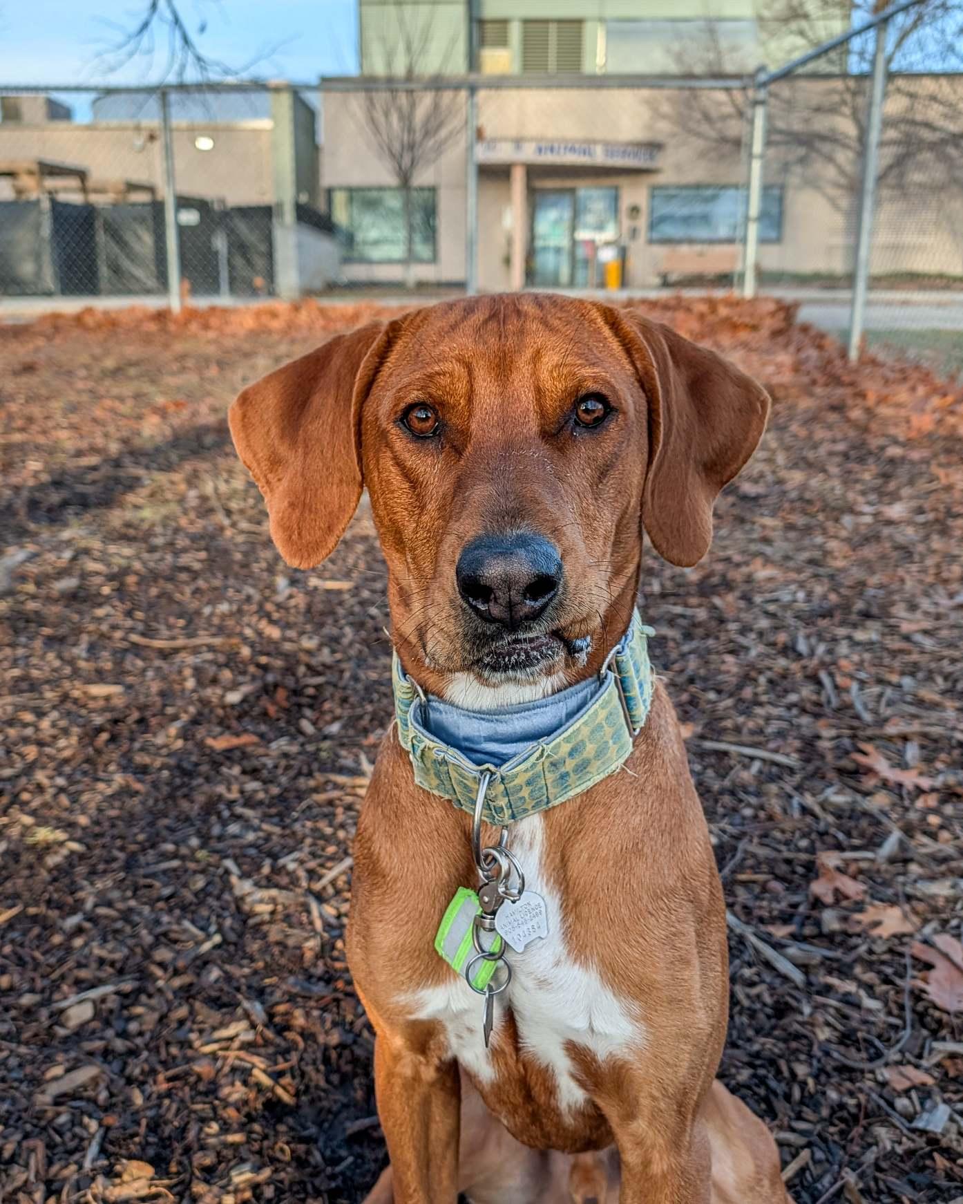 Enlarge Bounce, an adoptable mixed breed in Hamilton, ON image 1/6