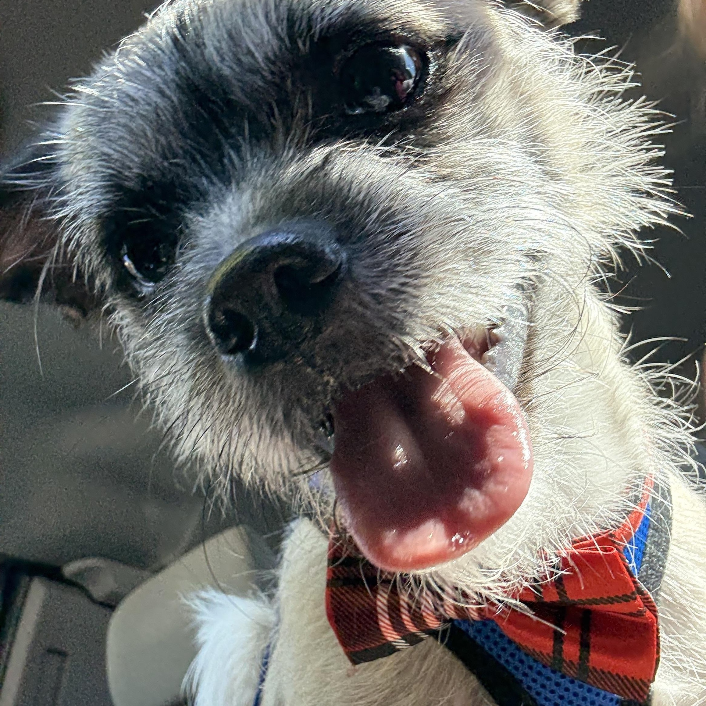 MILO, a Adoptable mixed breed in Henderson, NV image 1/6