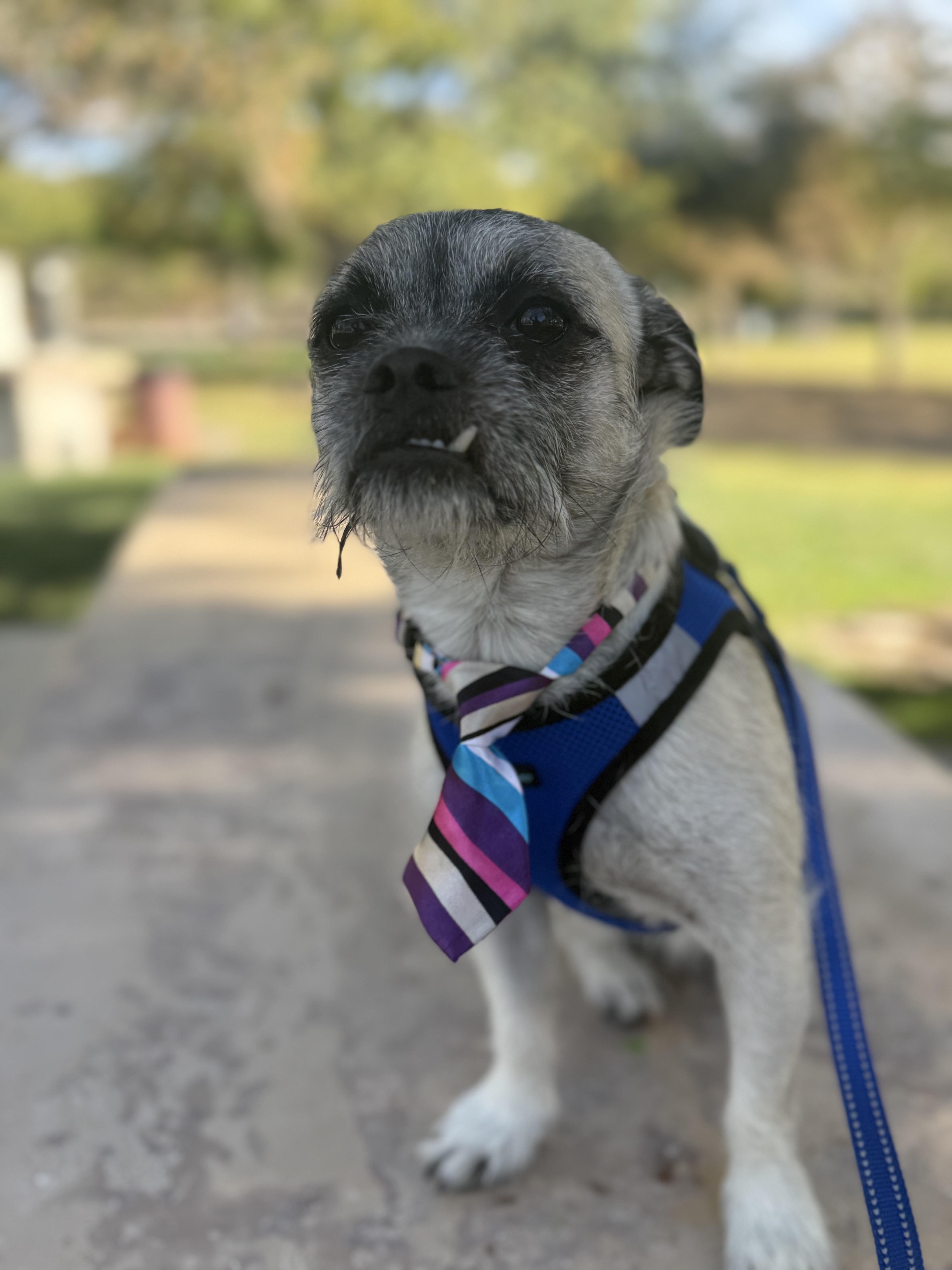 MILO, a Adoptable mixed breed in Henderson, NV image 1/6