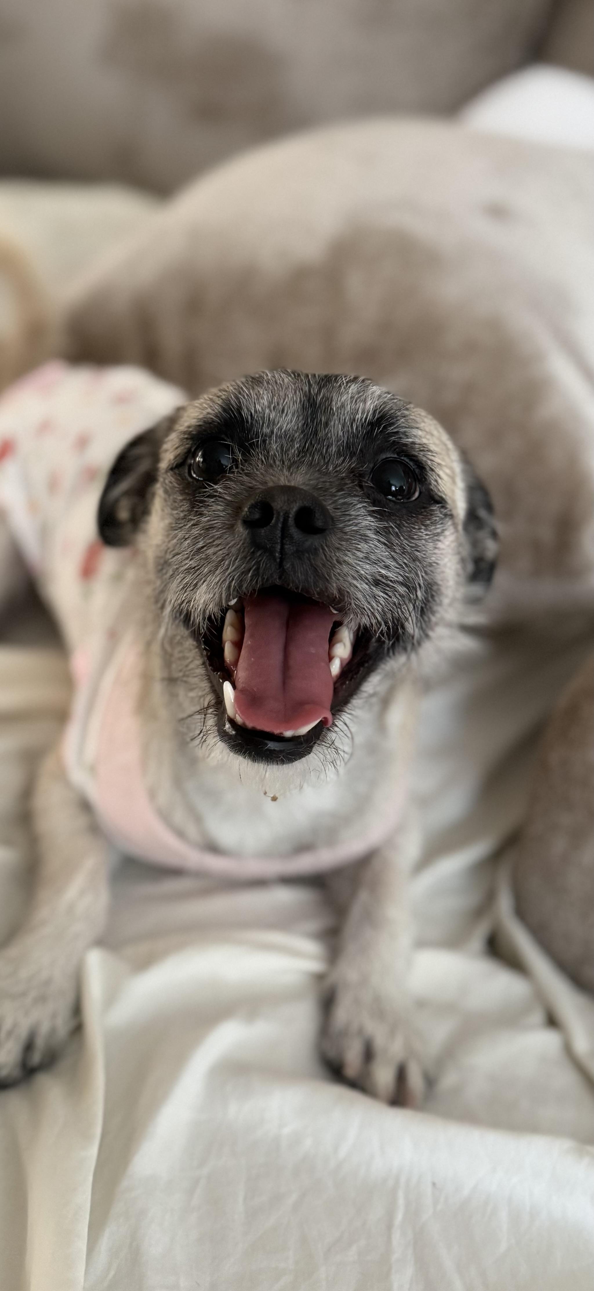 MILO, a Adoptable mixed breed in Henderson, NV image 4/6