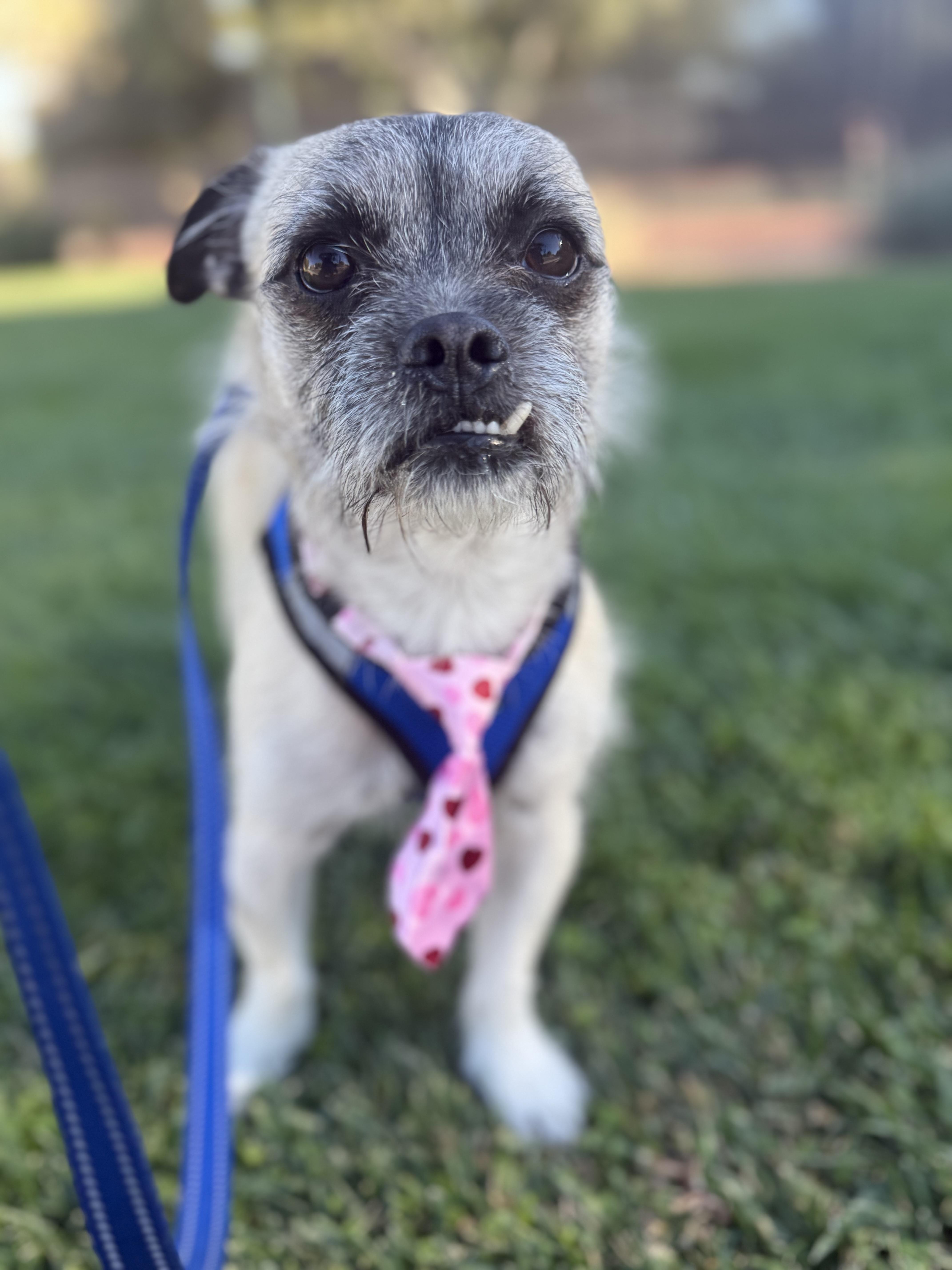 MILO, a Adoptable mixed breed in Henderson, NV image 2/6