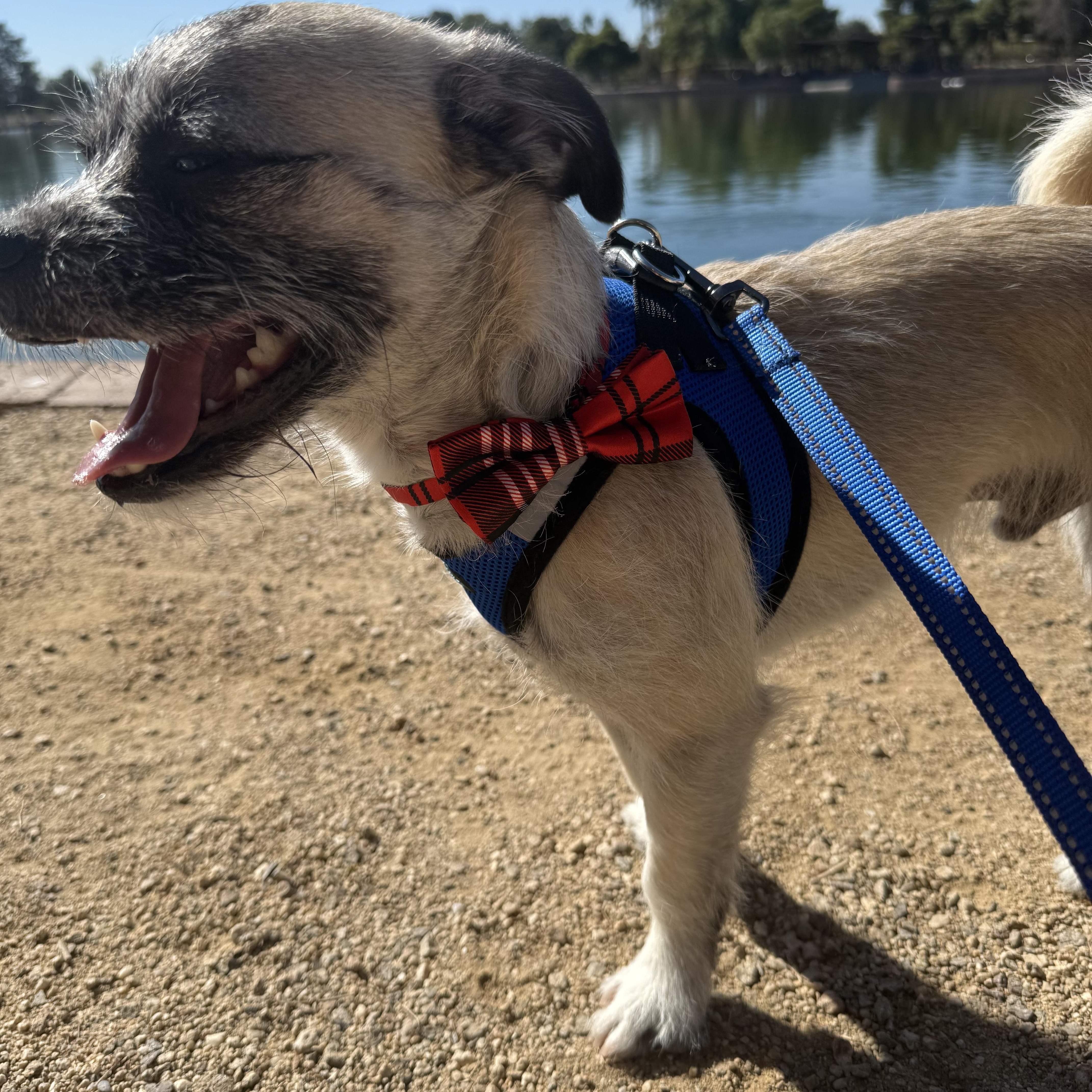 MILO, a Adoptable mixed breed in Henderson, NV image 5/6