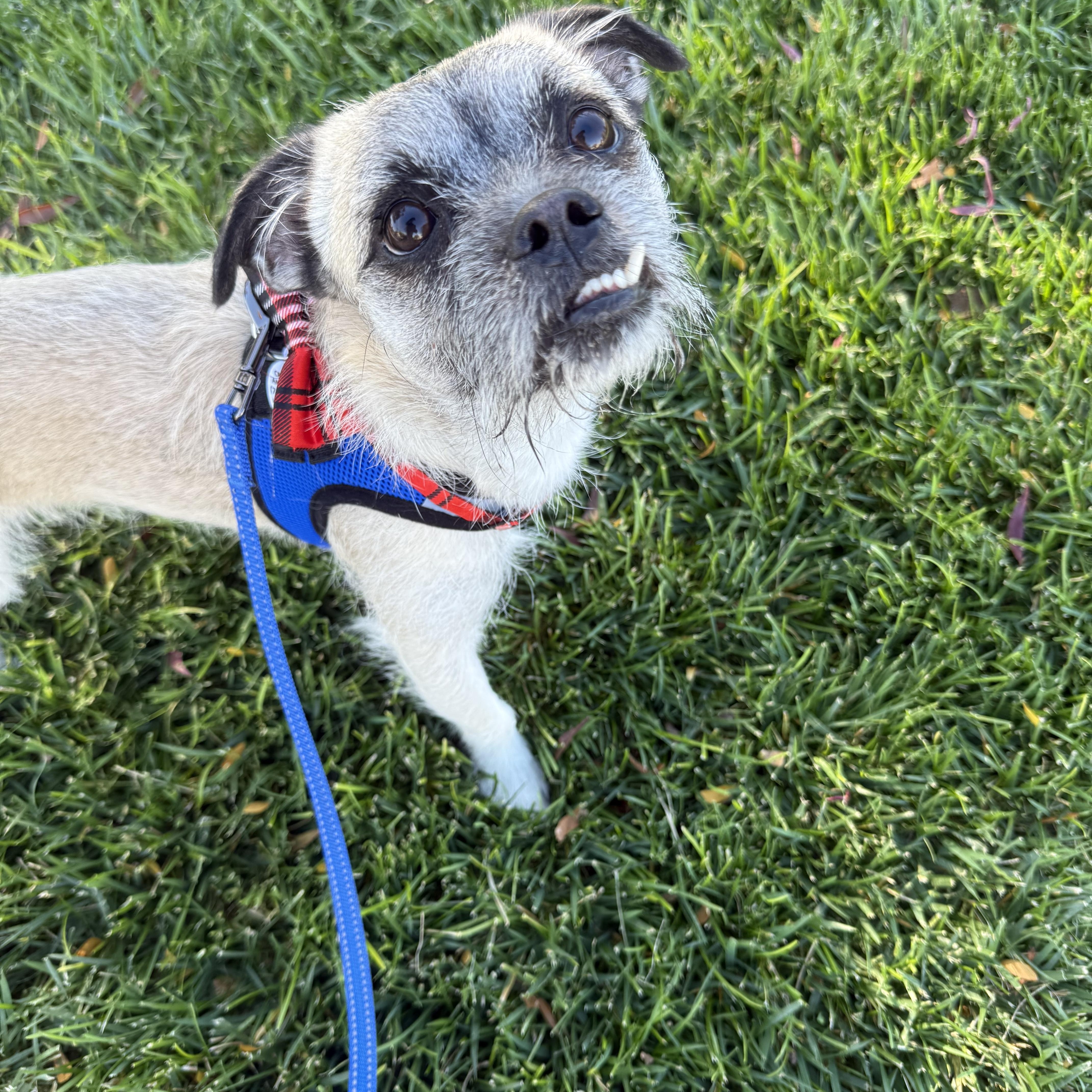 MILO, a Adoptable mixed breed in Henderson, NV image 3/6