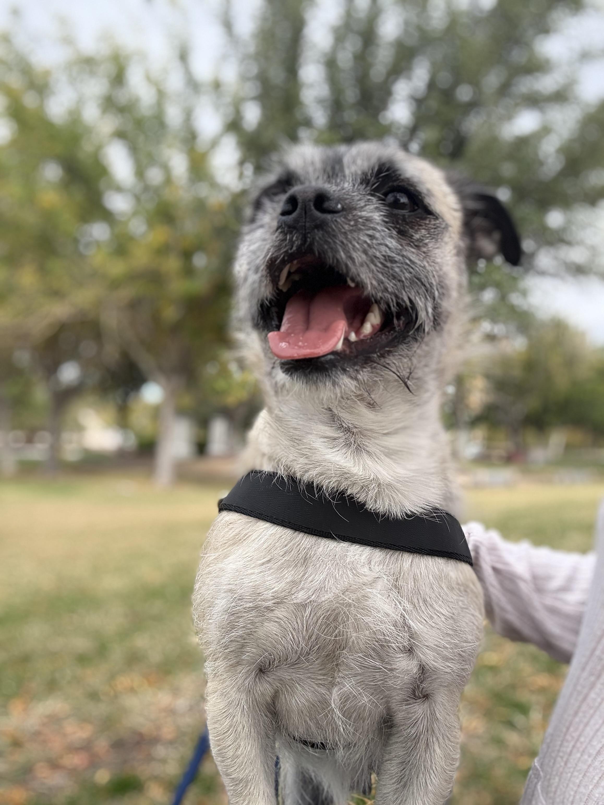 MILO, a Adoptable mixed breed in Henderson, NV image 4/6
