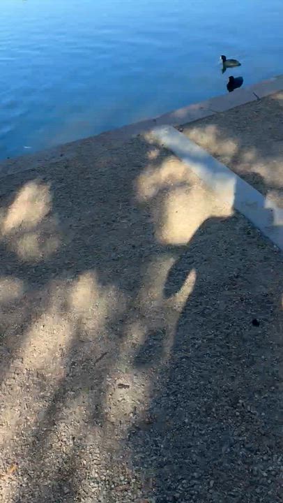 Enlarge MILO, a Adoptable mixed breed in Henderson, NV video 6/6