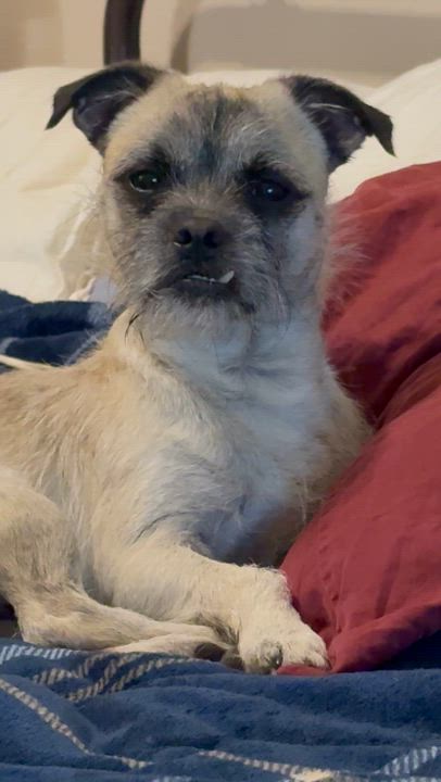 Enlarge MILO, a Adoptable mixed breed in Henderson, NV video 5/6