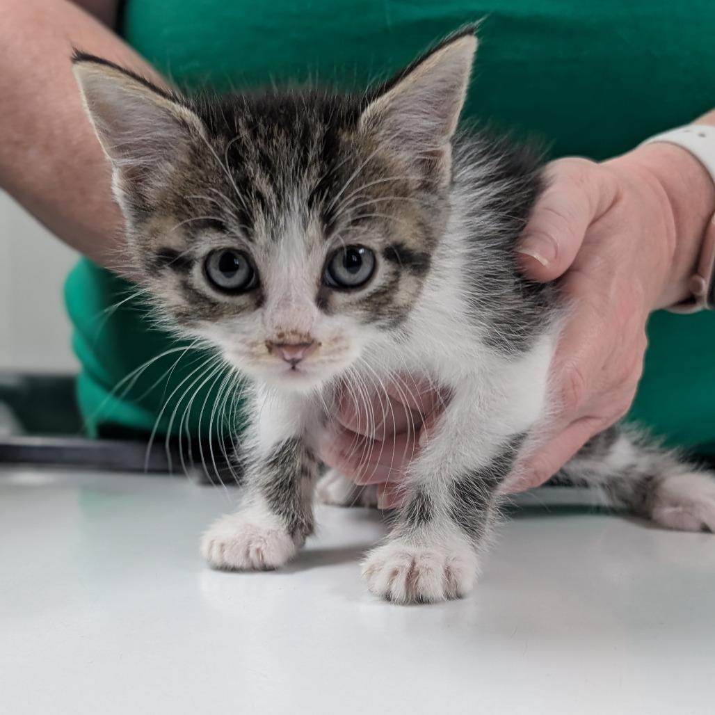 Blanche, Adoptable, Kitten Female Domestic Short Hair.