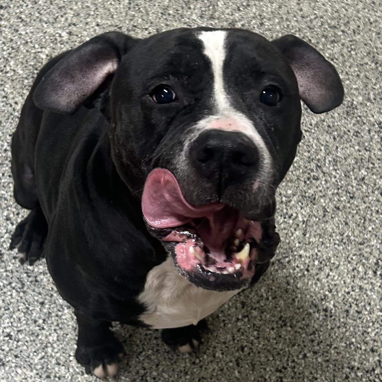 Enlarge Charlie, a Adoptable American Bulldog in Wilmington, OH image 1/3