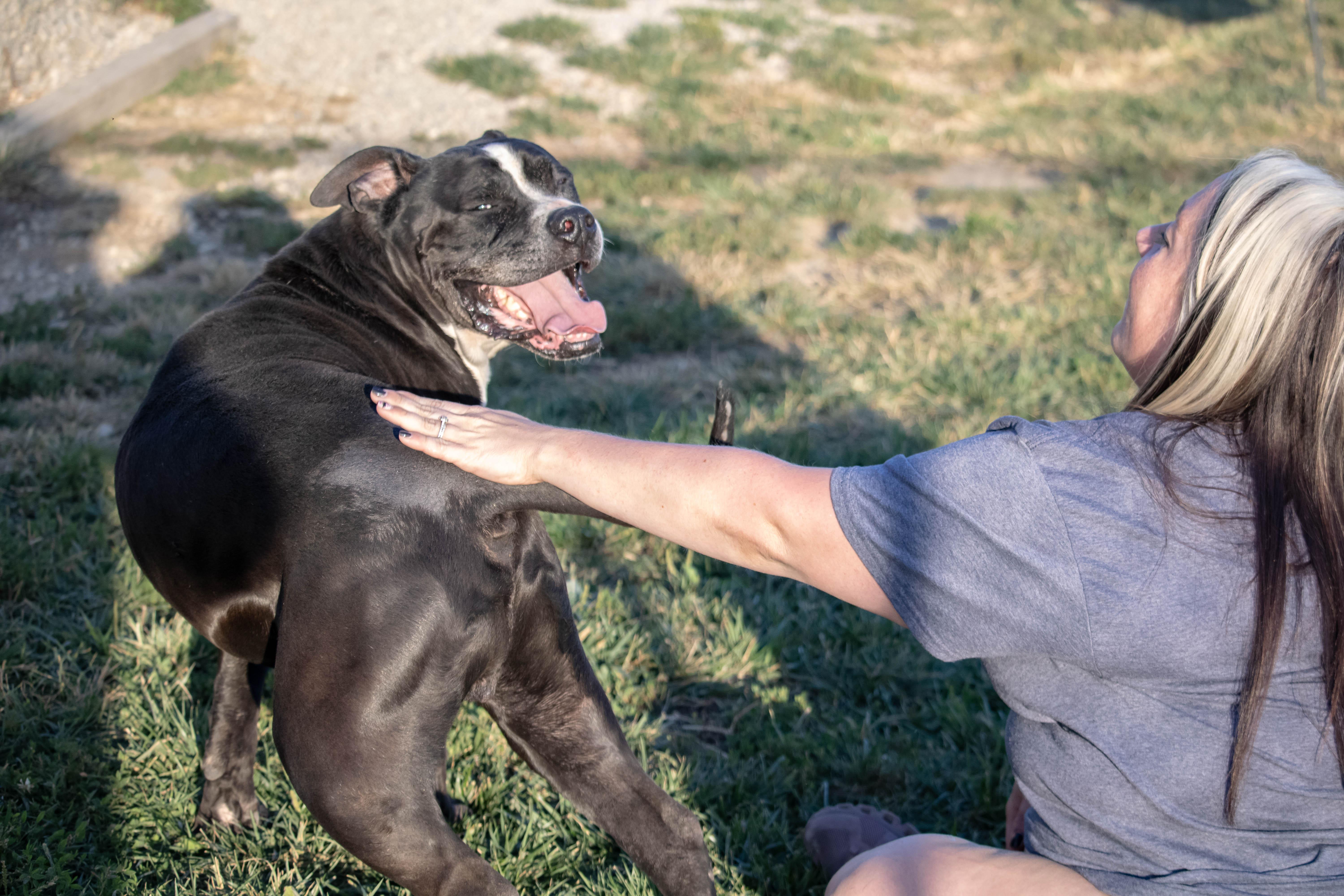 Enlarge Charlie, a Adoptable American Bulldog in Wilmington, OH image 5/6