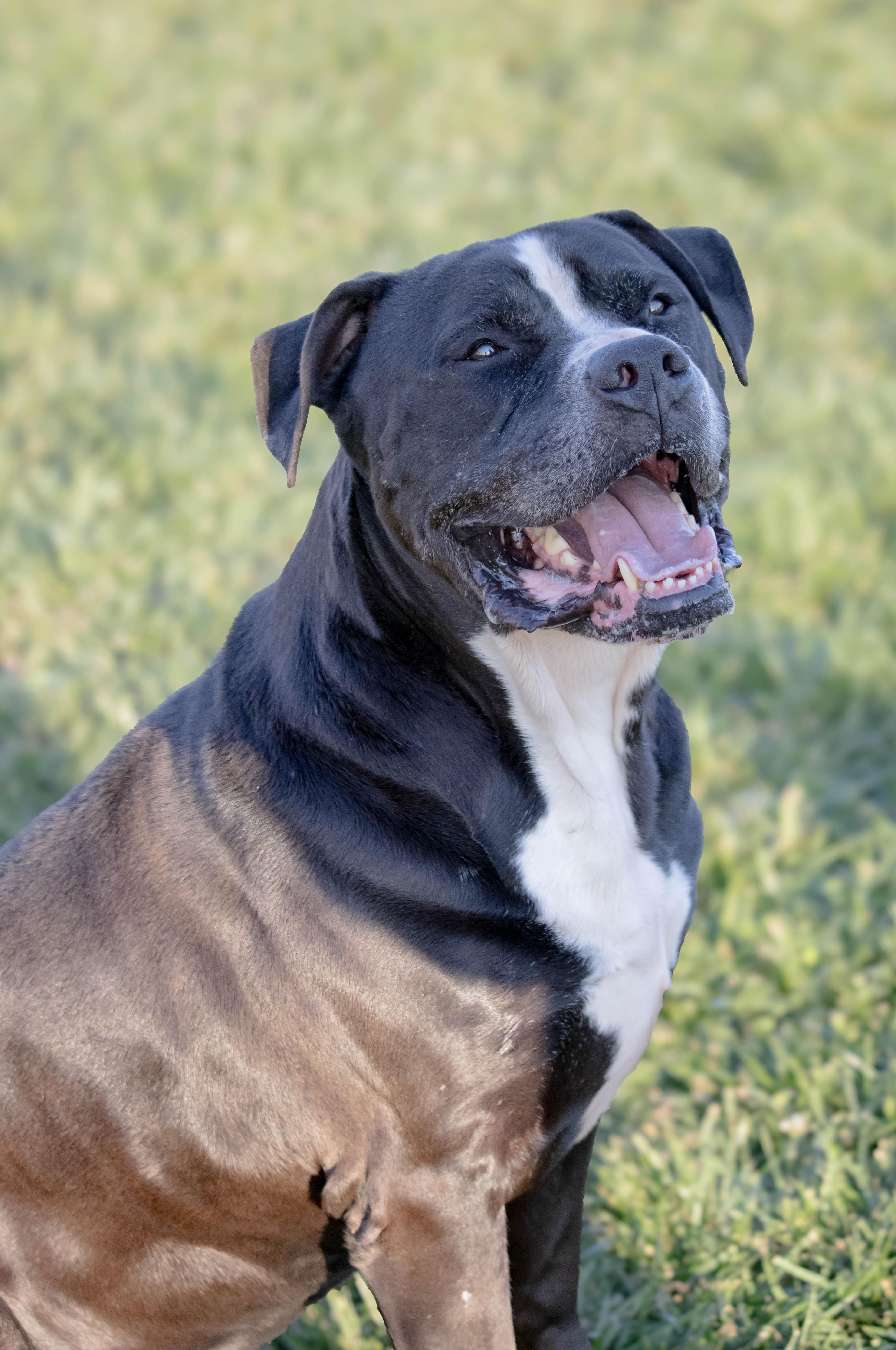 Enlarge Charlie, a Adoptable American Bulldog in Wilmington, OH image 3/6