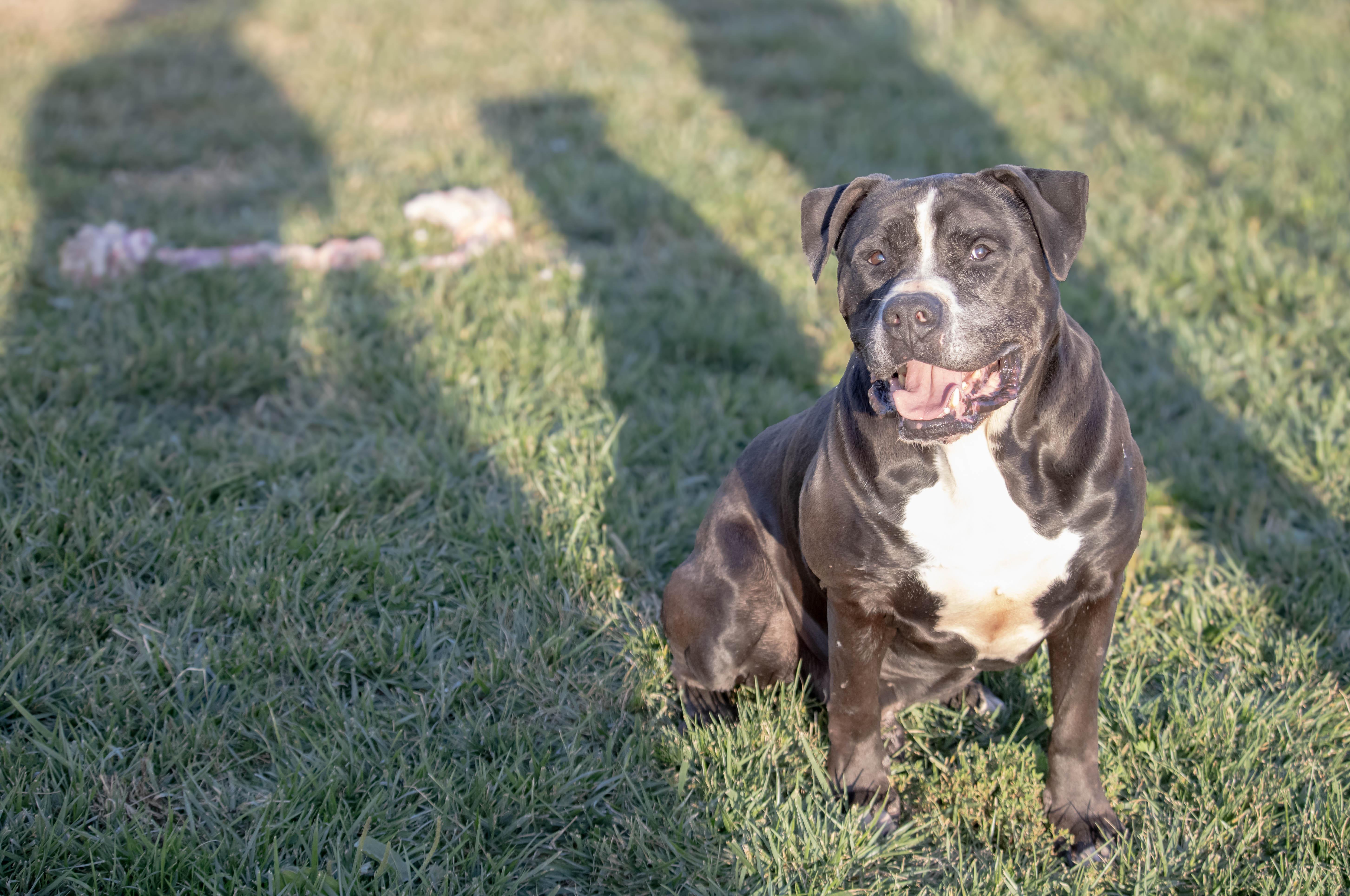 Enlarge Charlie, a Adoptable American Bulldog in Wilmington, OH image 4/6
