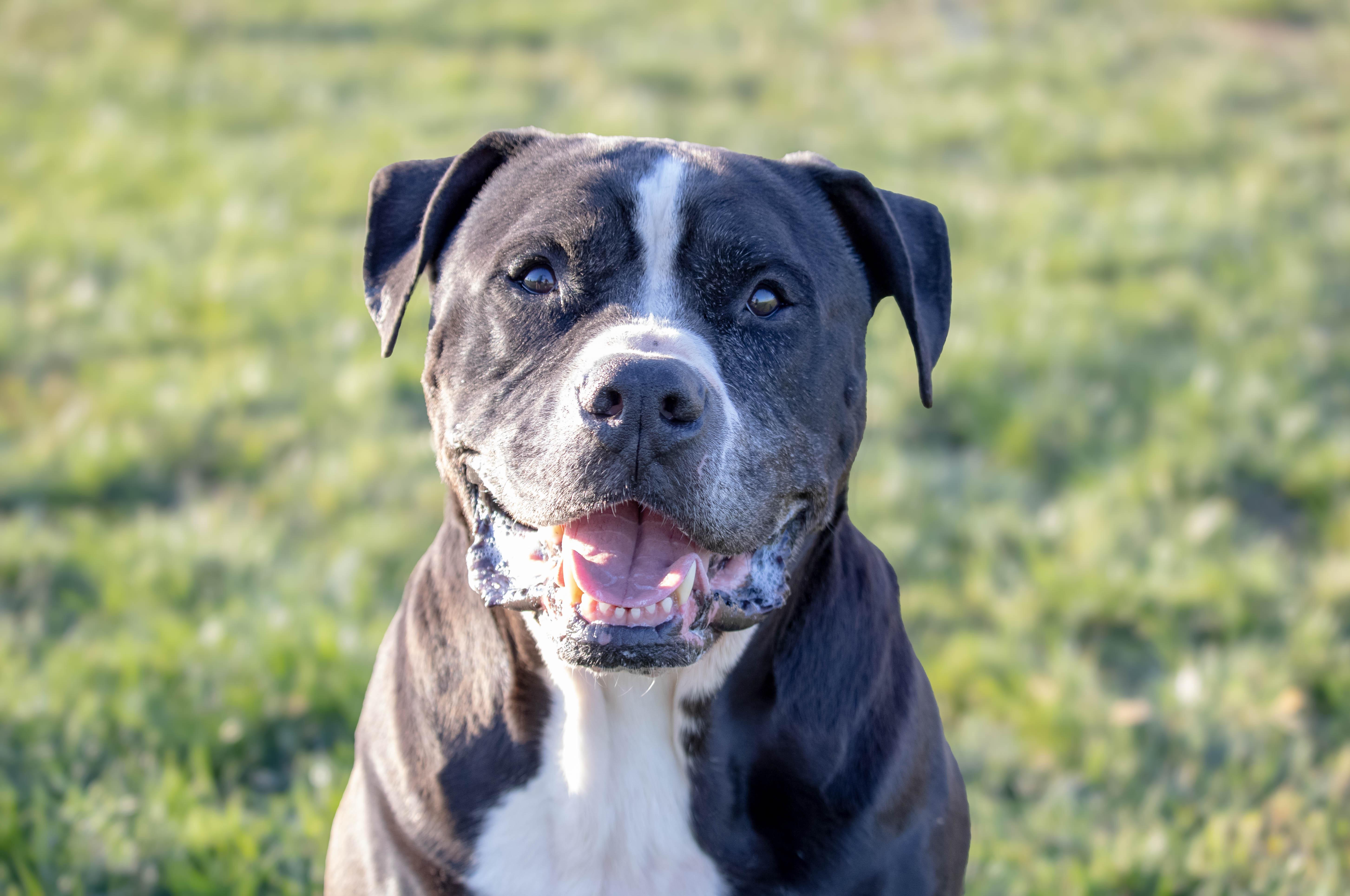 Charlie, Adoptable, Adult Male American Bulldog.