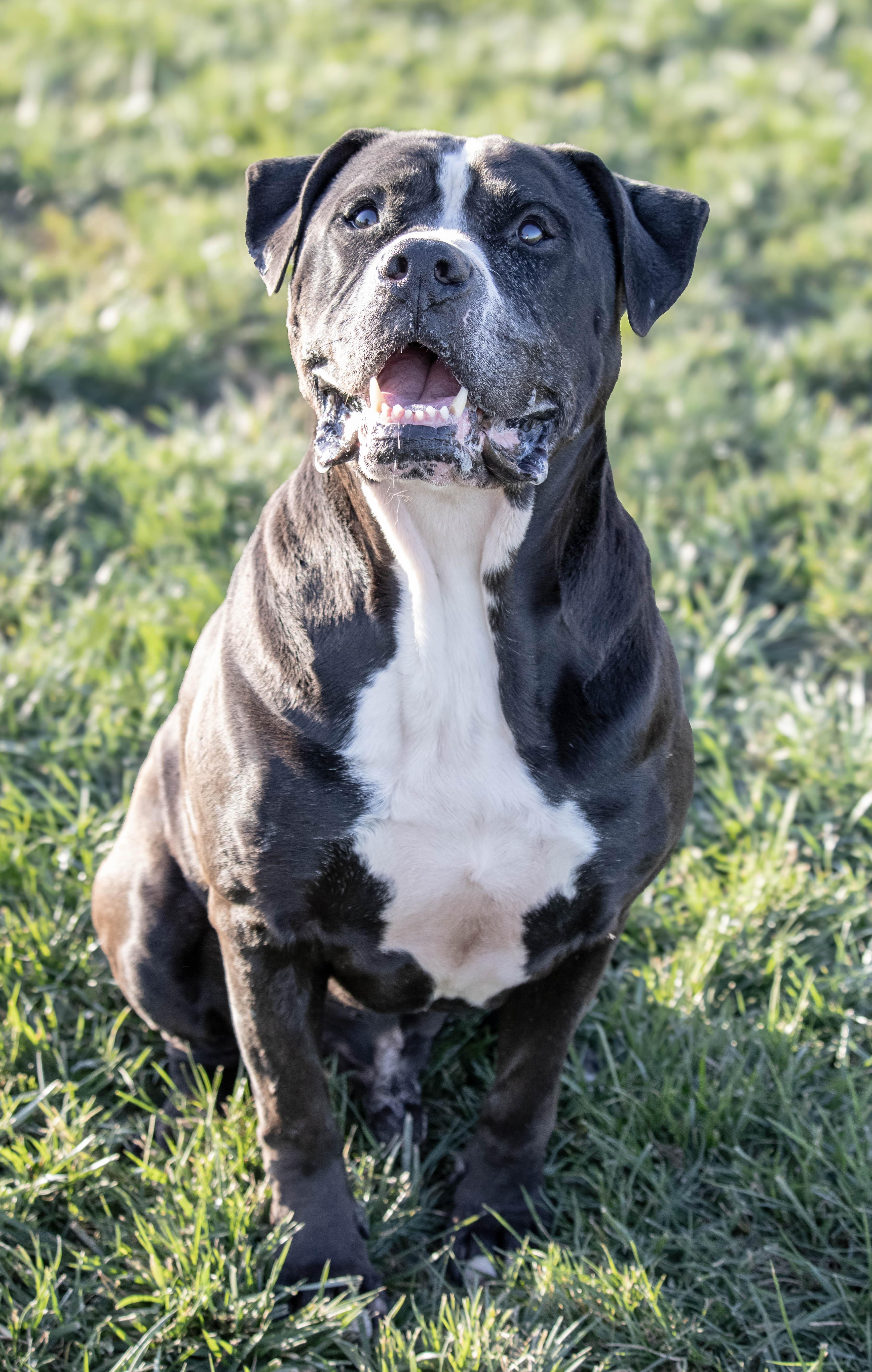 Enlarge Charlie, a Adoptable American Bulldog in Wilmington, OH image 6/6