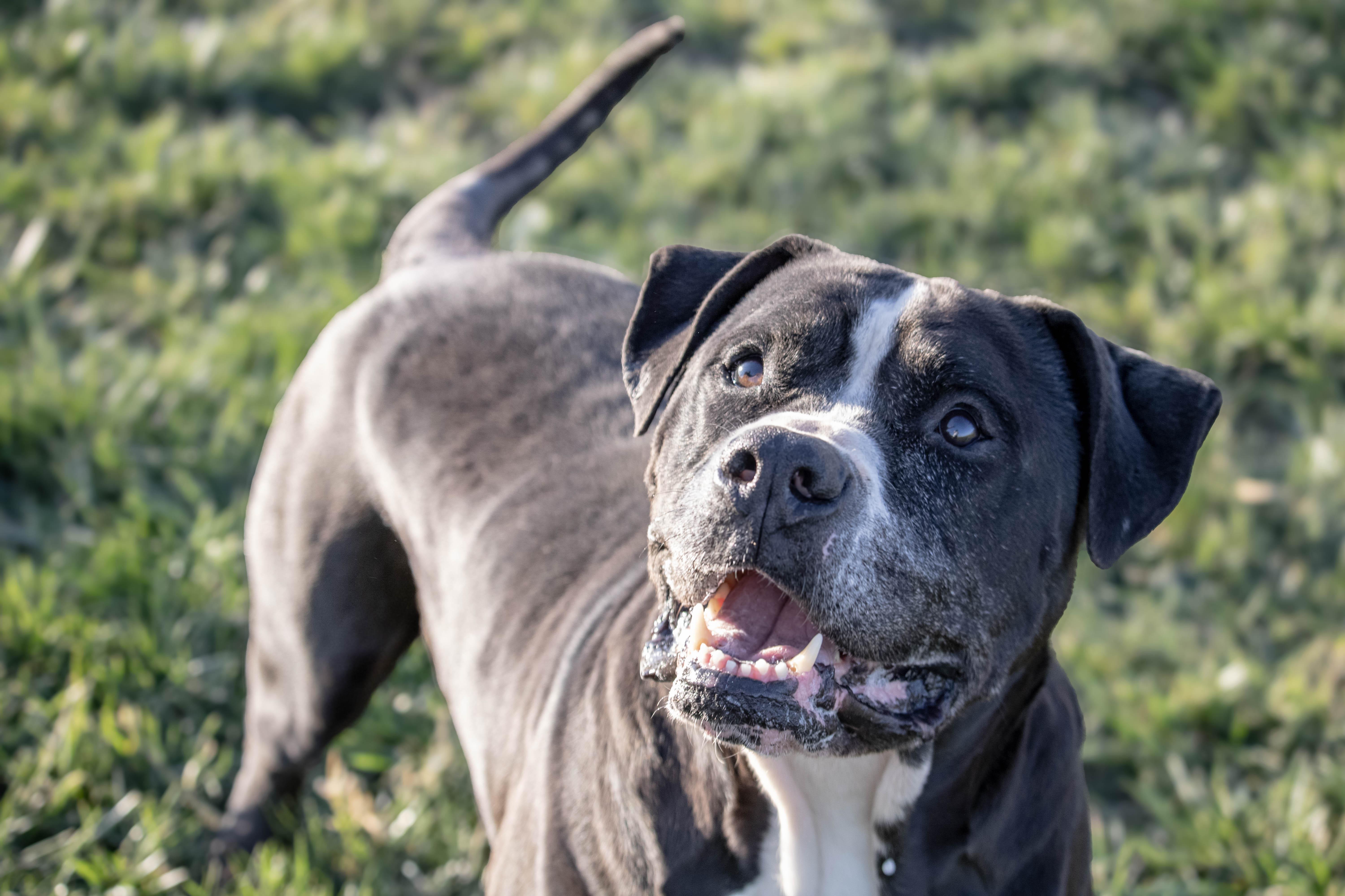 Enlarge Charlie, a Adoptable American Bulldog in Wilmington, OH image 2/6