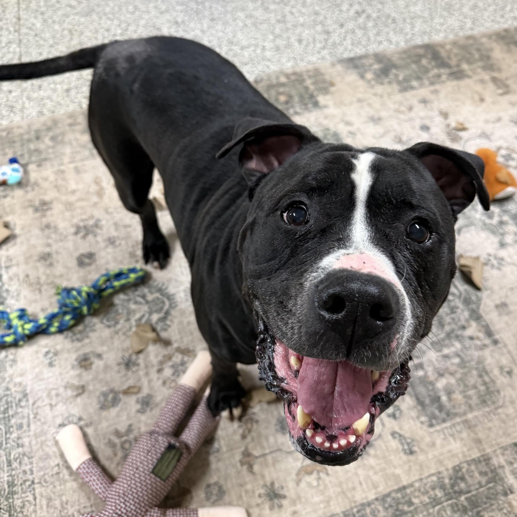 Charlie, Adoptable, Adult Male American Bulldog.