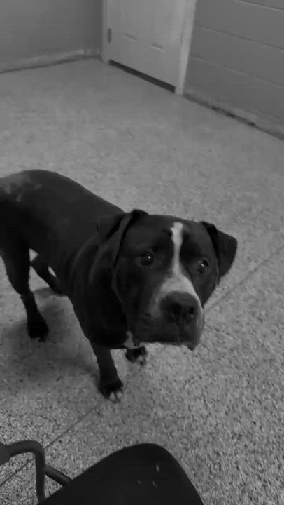 Enlarge Charlie, a Adoptable American Bulldog in Wilmington, OH video 3/3