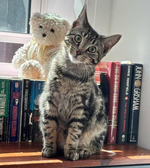 Enlarge BAD BUNNY, a Adoptable Domestic Short Hair in Tillsonburg, ON image 1/6