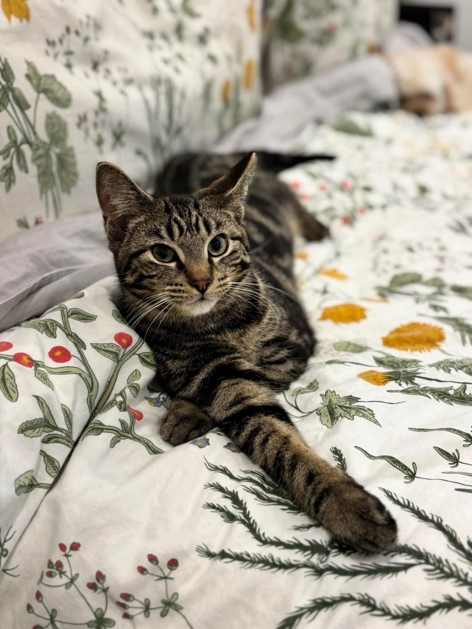 Enlarge BAD BUNNY, a Adoptable Domestic Short Hair in Tillsonburg, ON image 6/6