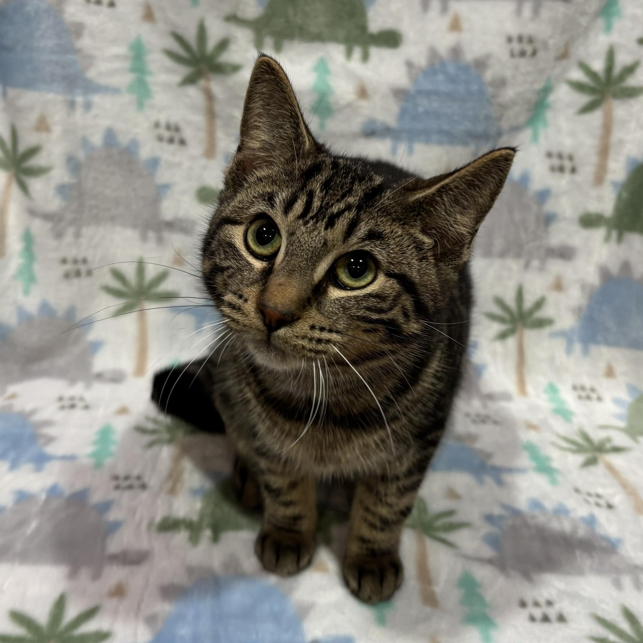 Enlarge BAD BUNNY, a Adoptable Domestic Short Hair in Tillsonburg, ON image 5/6