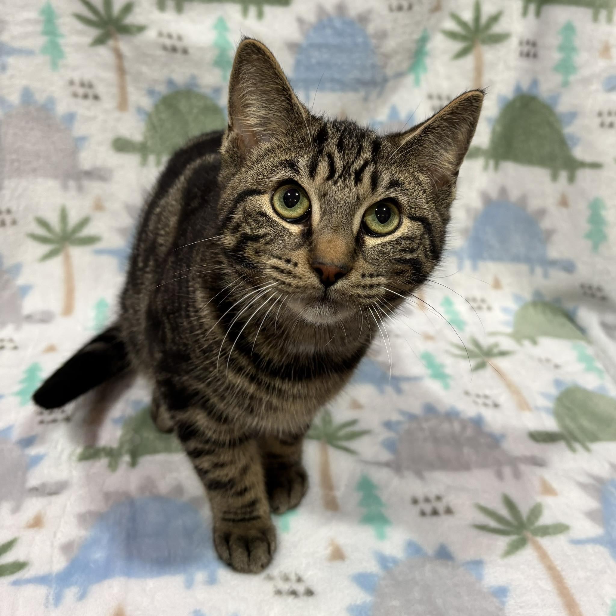 Enlarge BAD BUNNY, a Adoptable Domestic Short Hair in Tillsonburg, ON image 4/6