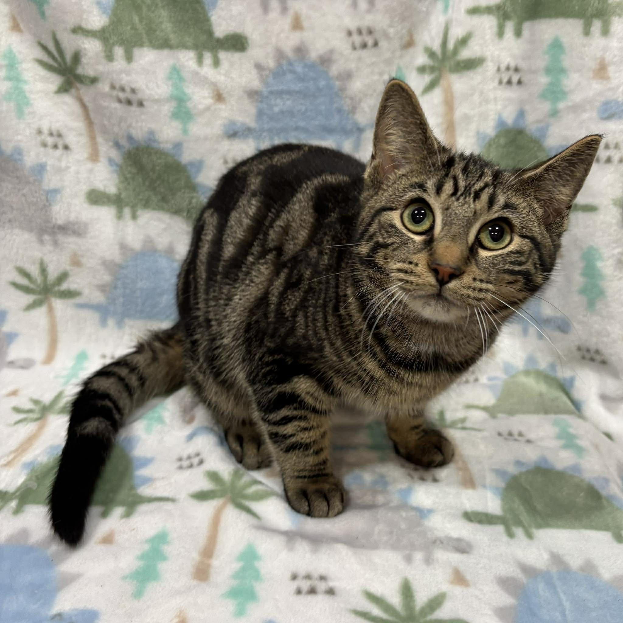 Enlarge BAD BUNNY, a Adoptable Domestic Short Hair in Tillsonburg, ON image 3/6