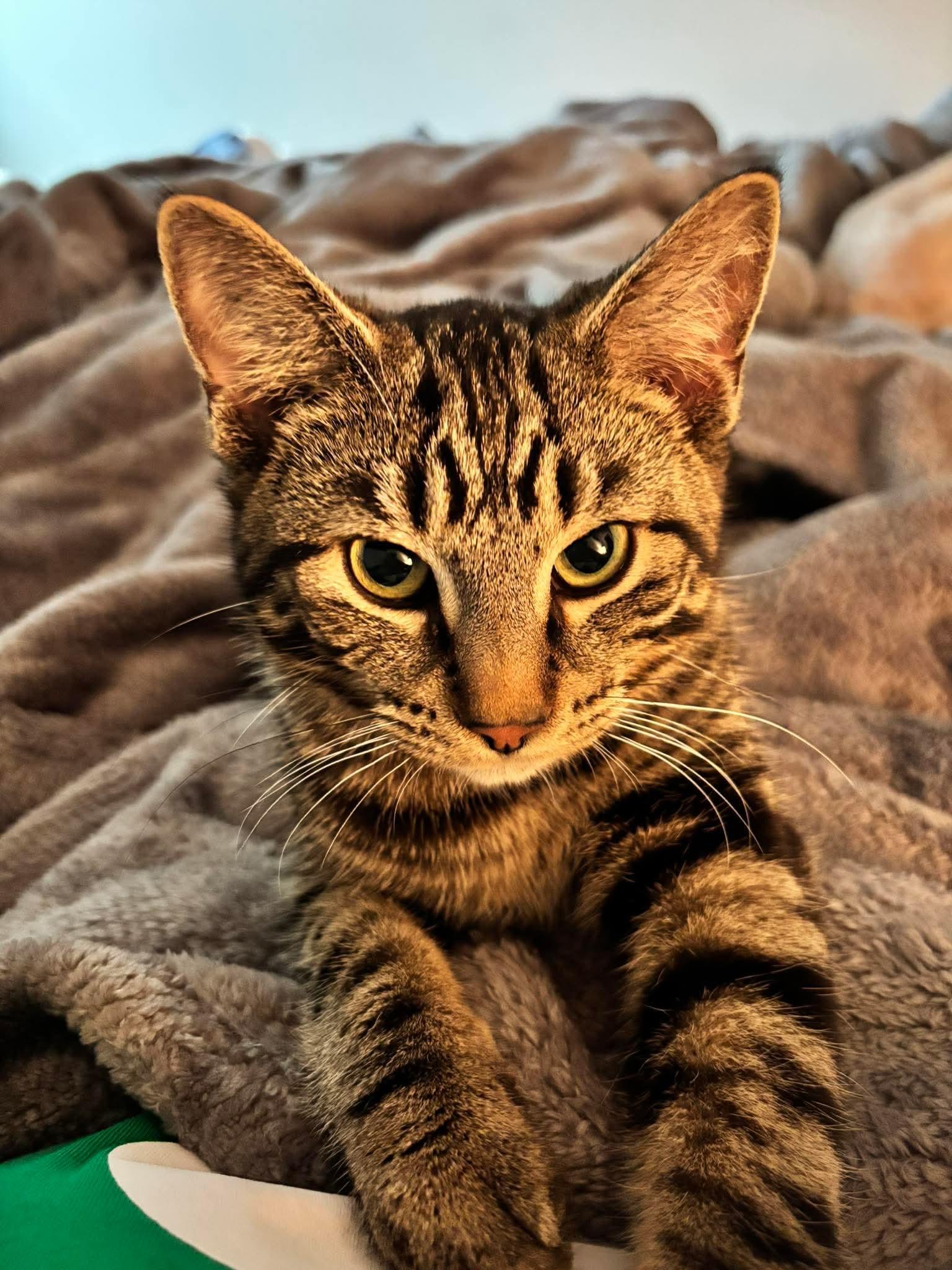 Enlarge BAD BUNNY, a Adoptable Domestic Short Hair in Tillsonburg, ON image 2/6