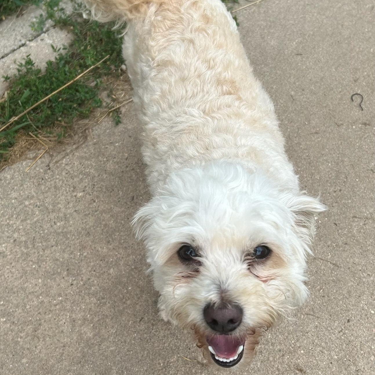 Enlarge Charlie, a ADOPTABLE Maltipoo in Traverse City, MI image 1/1