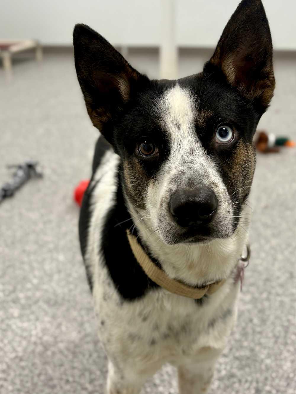 Sheleg, adopted, Adult Male Cattle Dog & Mixed Breed.
