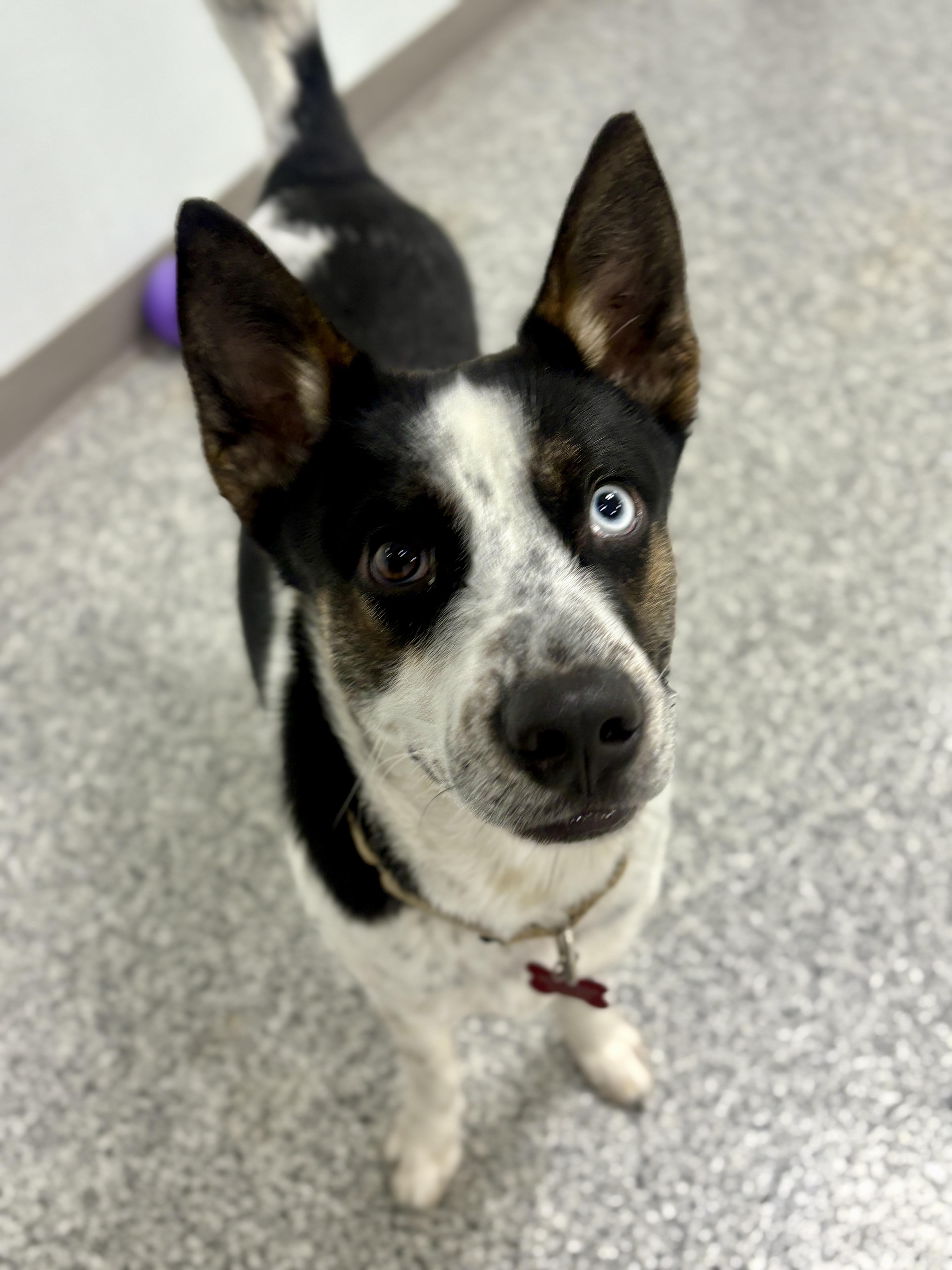 Sheleg, an adopted mixed breed in Detroit, MI image 4/4