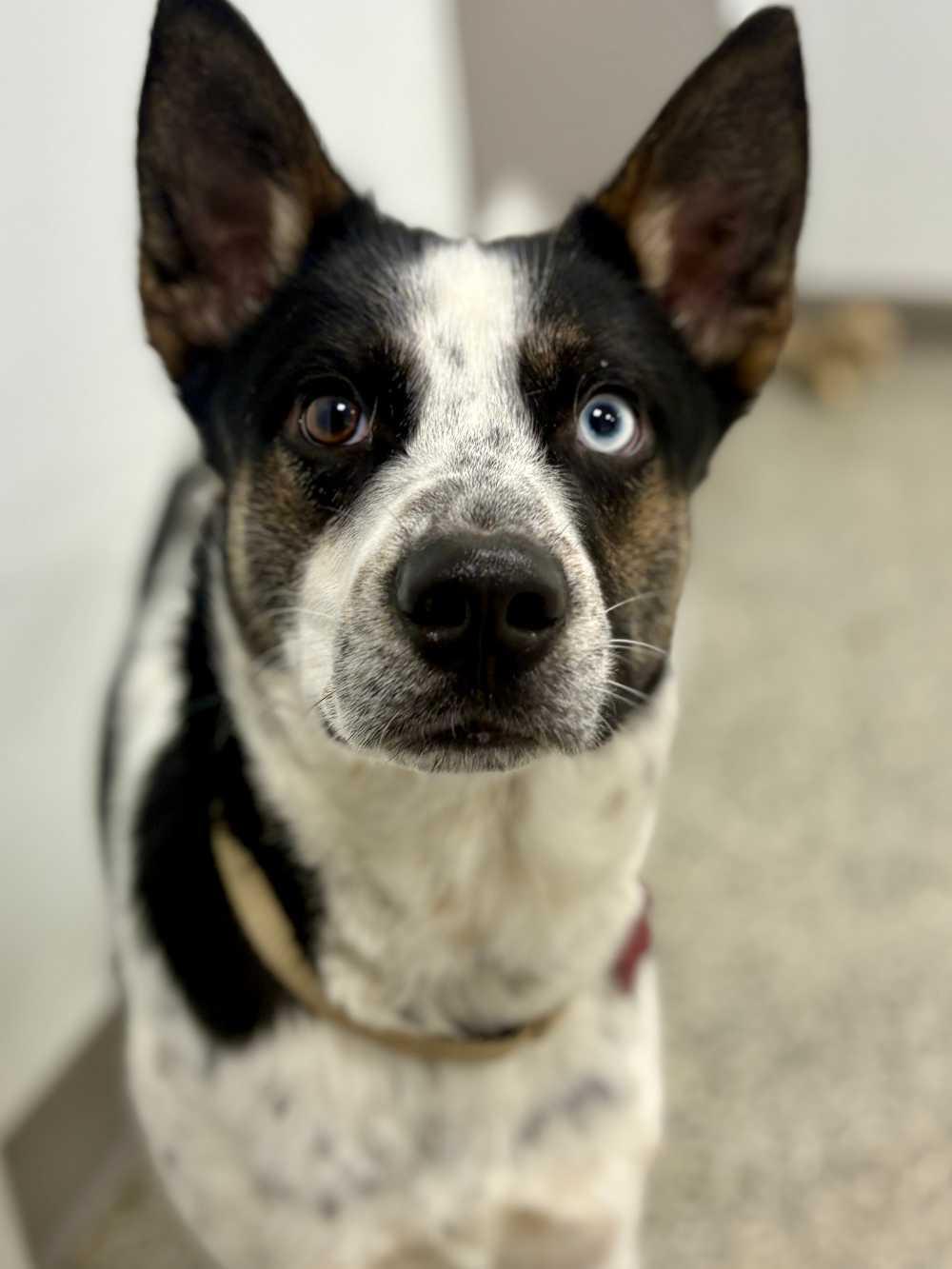 Sheleg, an adopted mixed breed in Detroit, MI image 2/4