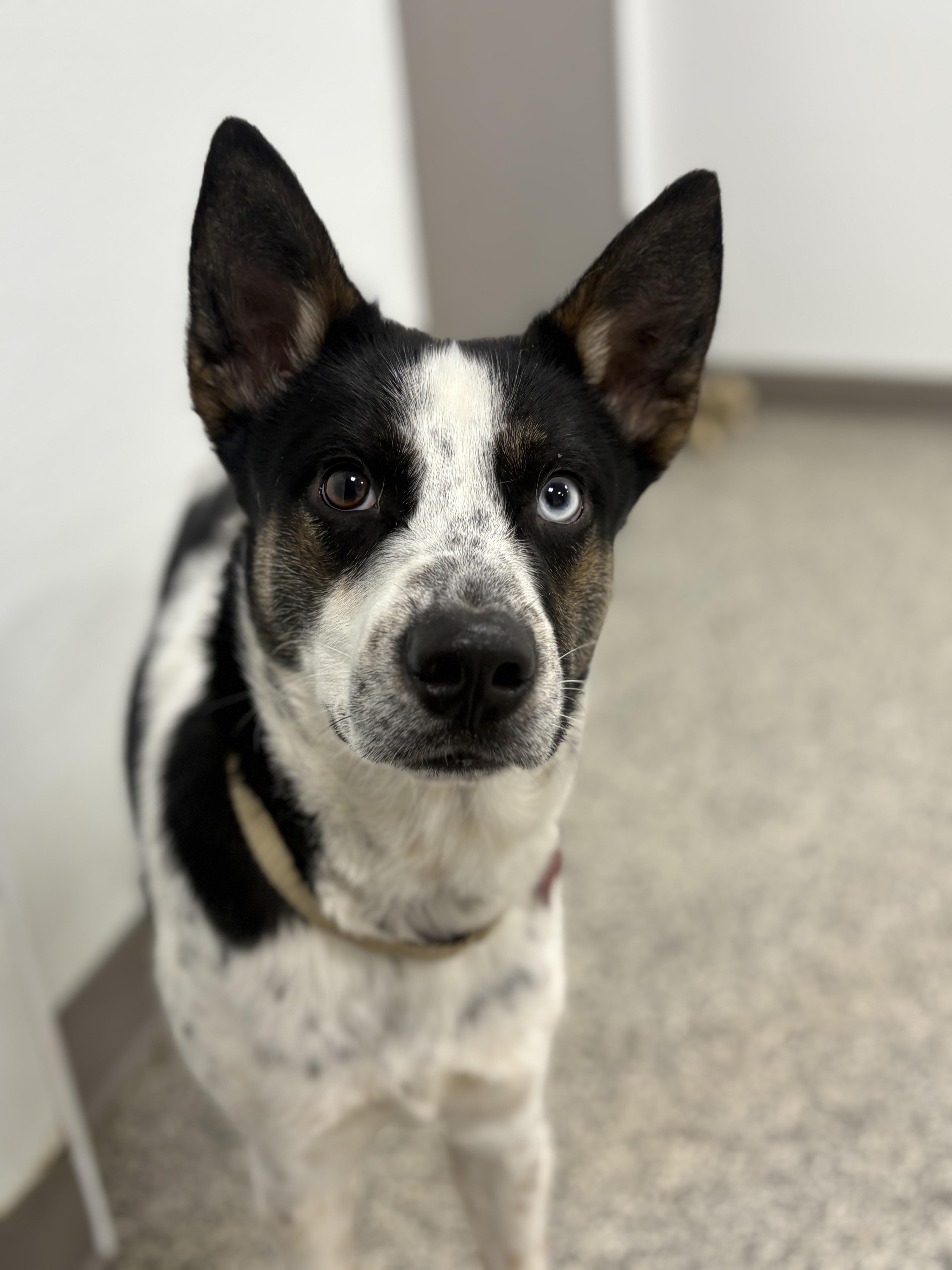 Sheleg, an adopted mixed breed in Detroit, MI image 3/4