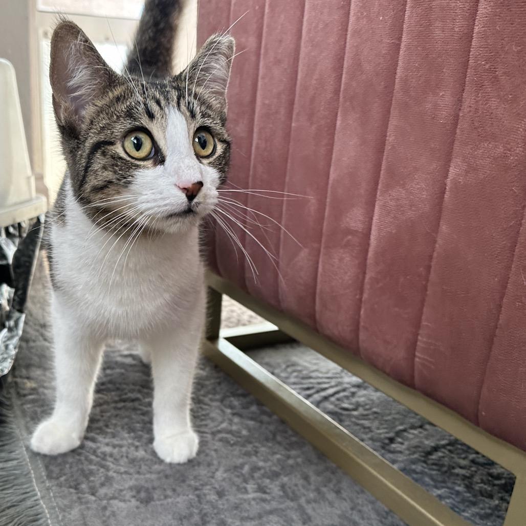 Enlarge Tiger, a ADOPTABLE Domestic Short Hair in Hollywood, FL image 4/4