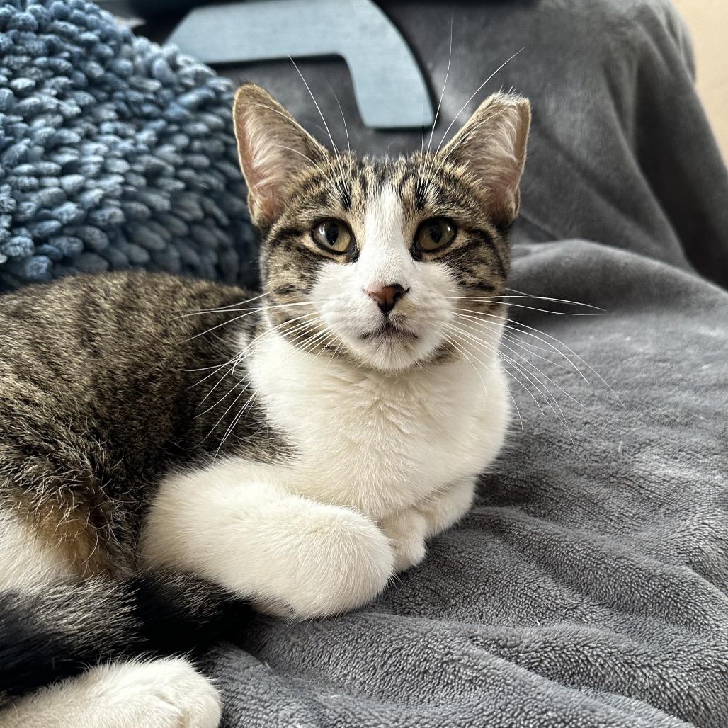 Enlarge Tiger, a ADOPTABLE Domestic Short Hair in Hollywood, FL image 2/4