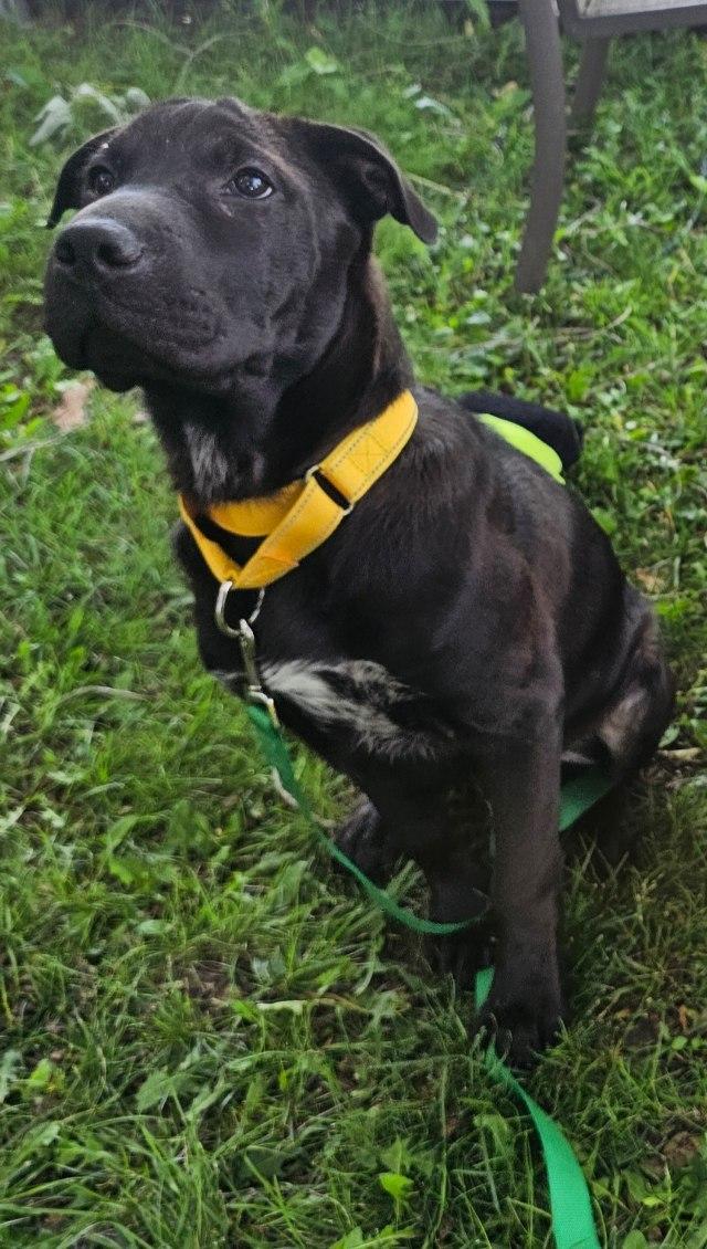 Enlarge Saffron, a ADOPTABLE mixed breed in Oswego, IL image 2/3