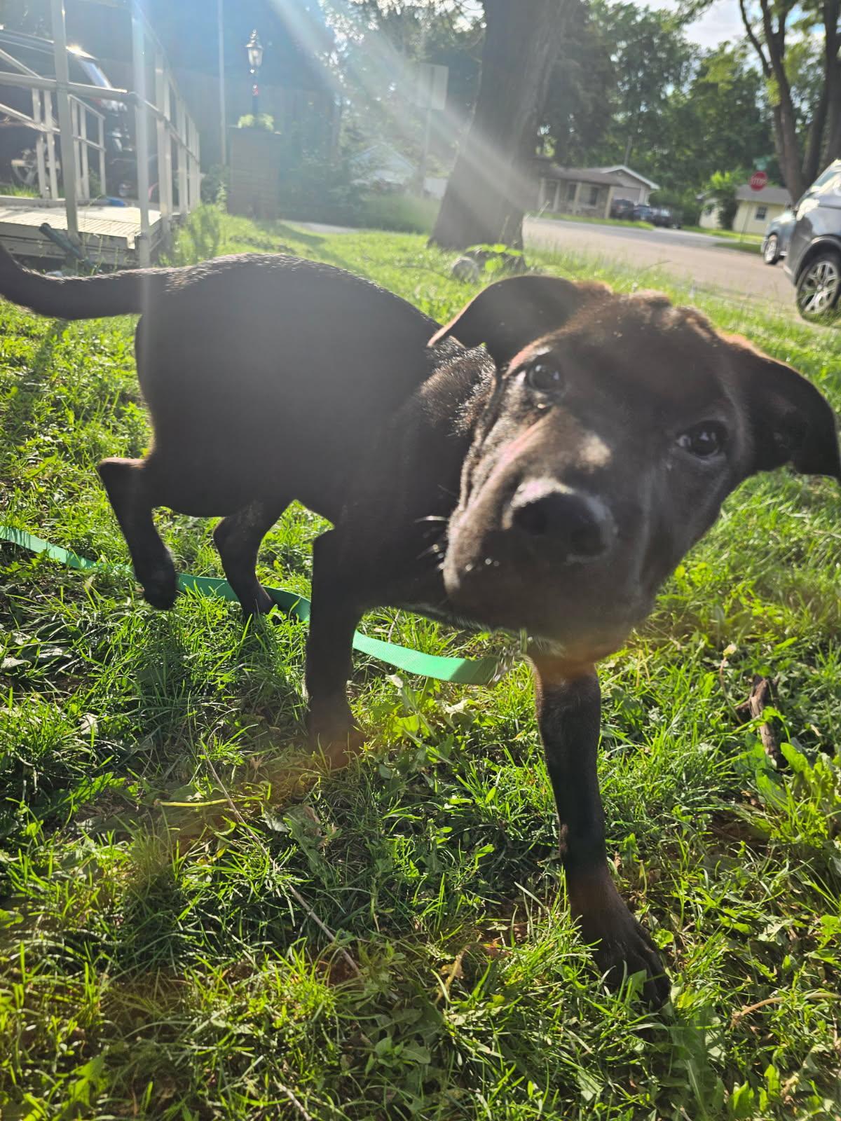 Enlarge Saffron, a ADOPTABLE mixed breed in Oswego, IL image 1/3