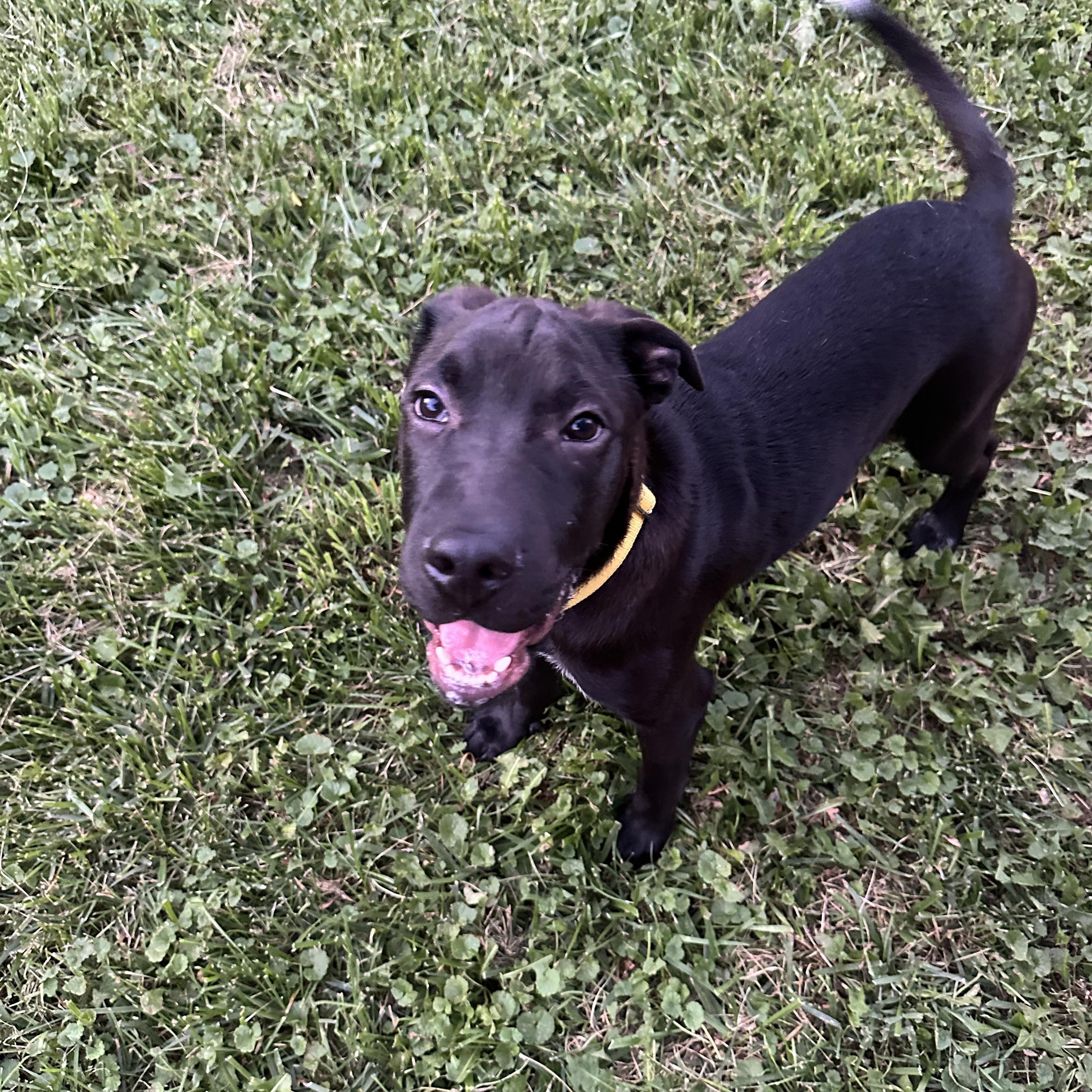 Enlarge Saffron, an adoptable mixed breed in Oswego, IL image 5/6