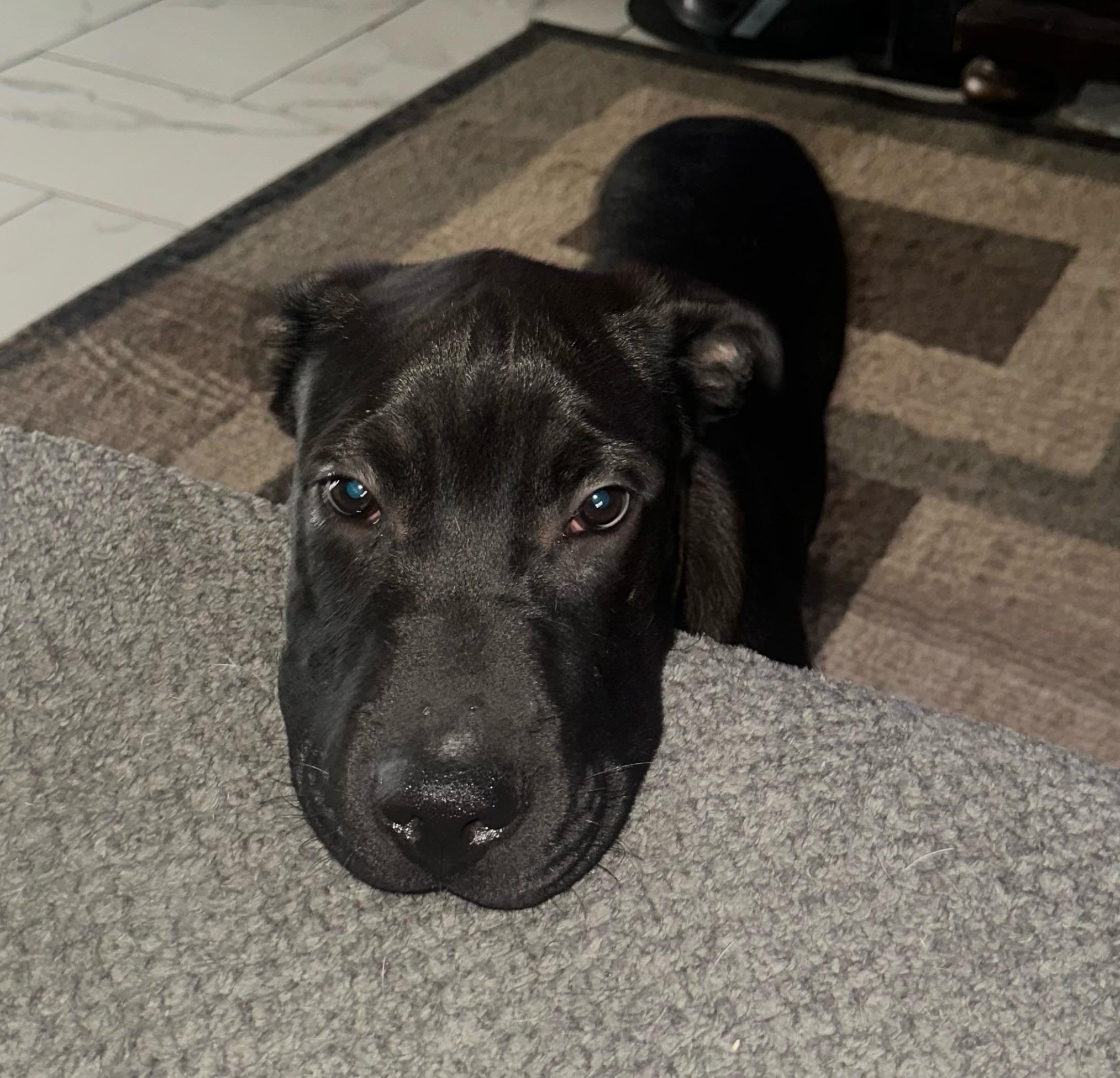 Enlarge Saffron, an adoptable mixed breed in Oswego, IL image 6/6