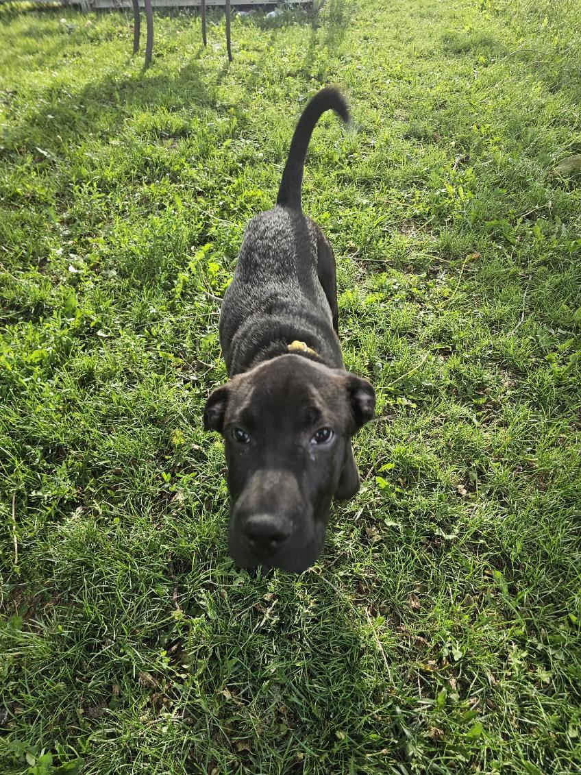 Enlarge Saffron, a ADOPTABLE mixed breed in Oswego, IL image 3/3