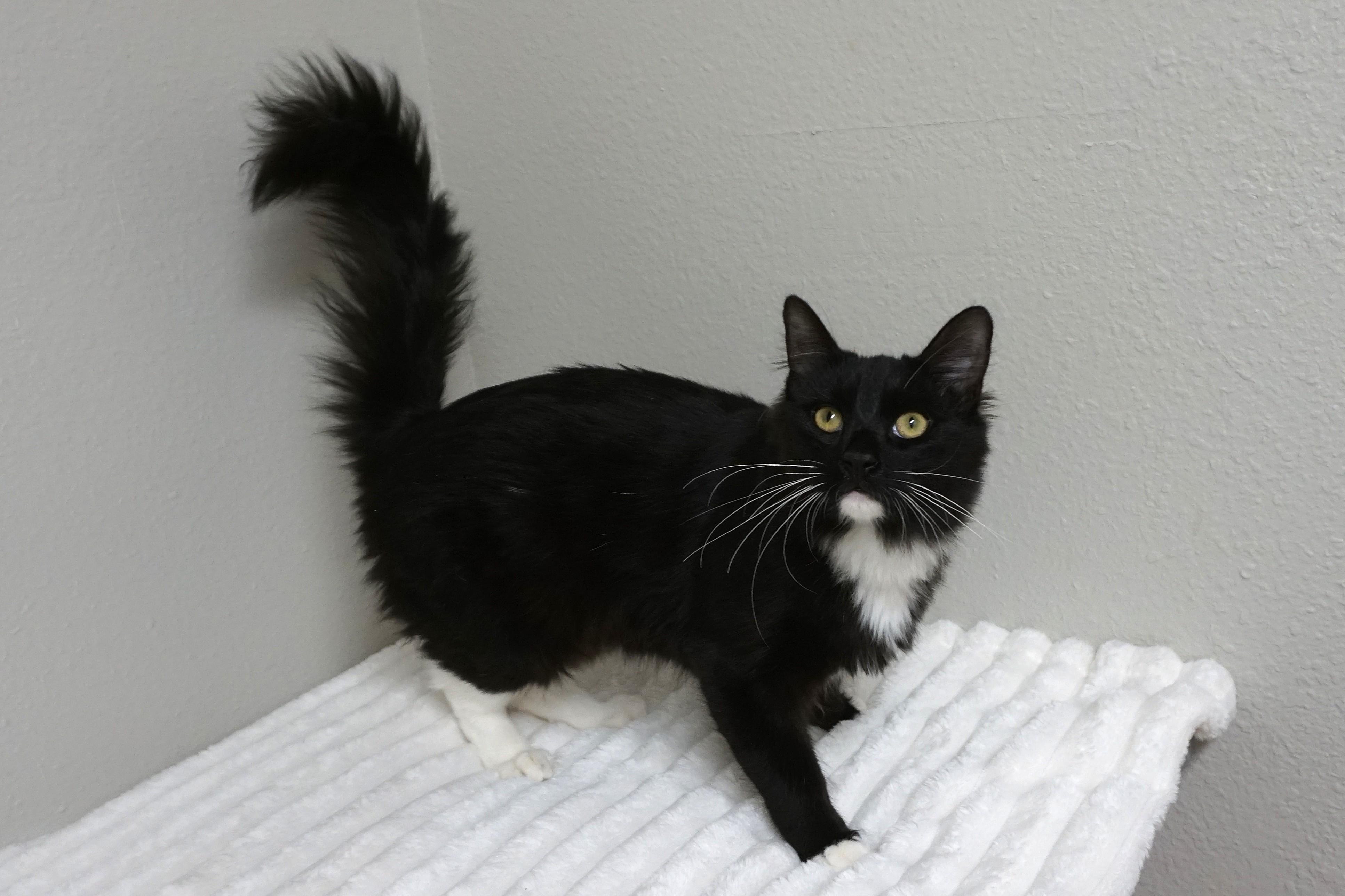 Louie Louie, an adopted Domestic Medium Hair in Fountain Hills, AZ image 3/4