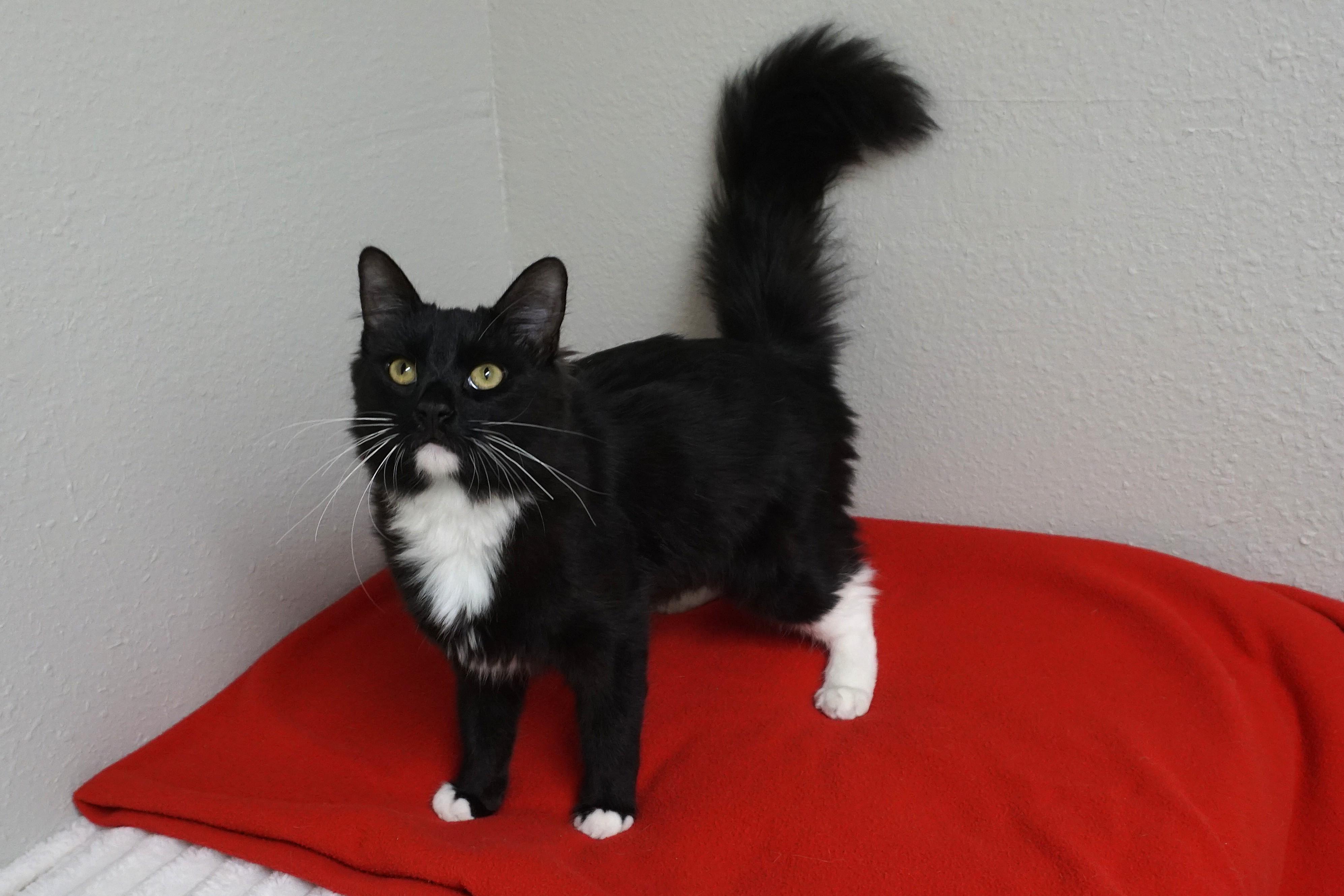 Louie Louie, an adopted Domestic Medium Hair in Fountain Hills, AZ image 4/4