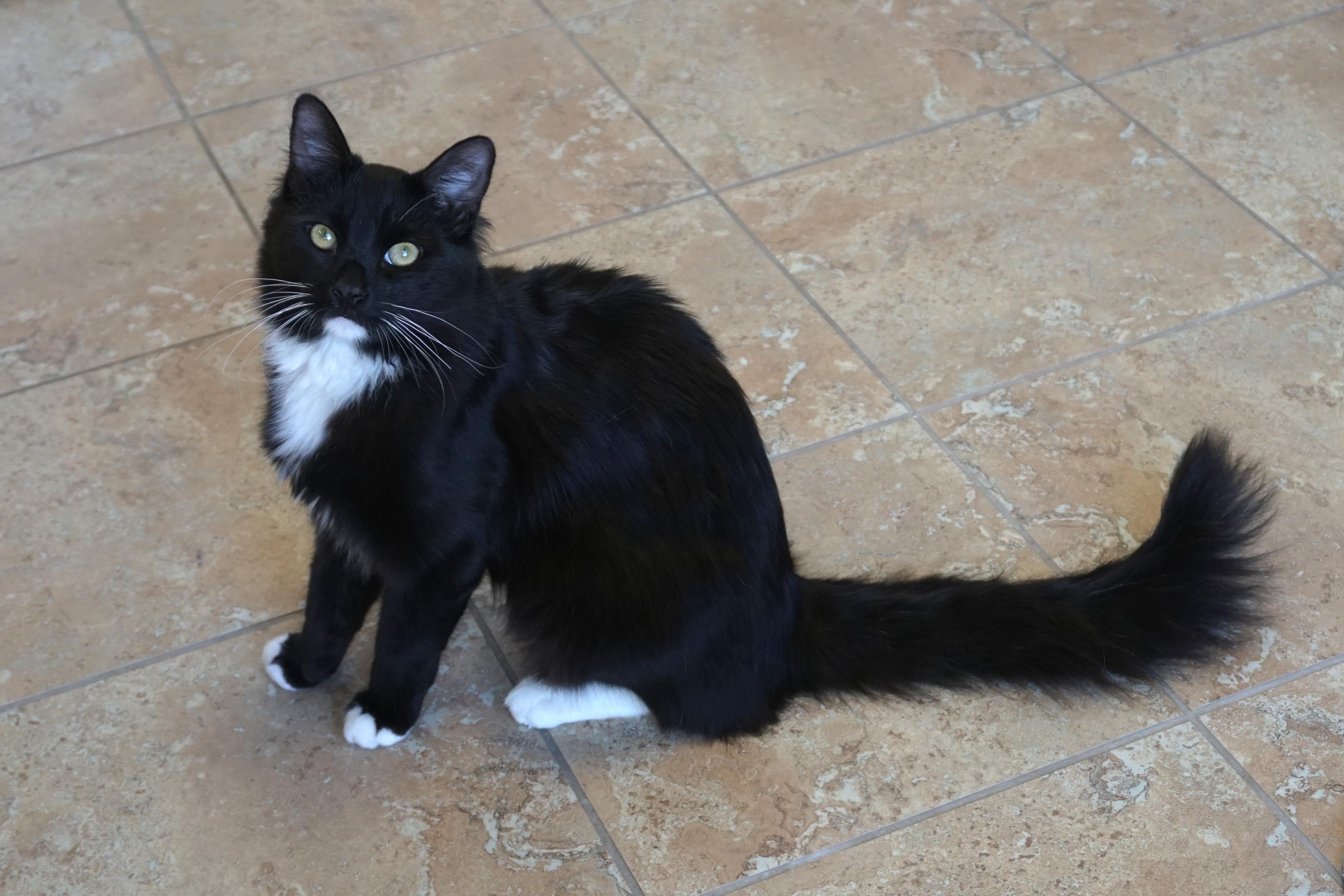 Louie Louie, an adopted Domestic Medium Hair in Fountain Hills, AZ image 1/4