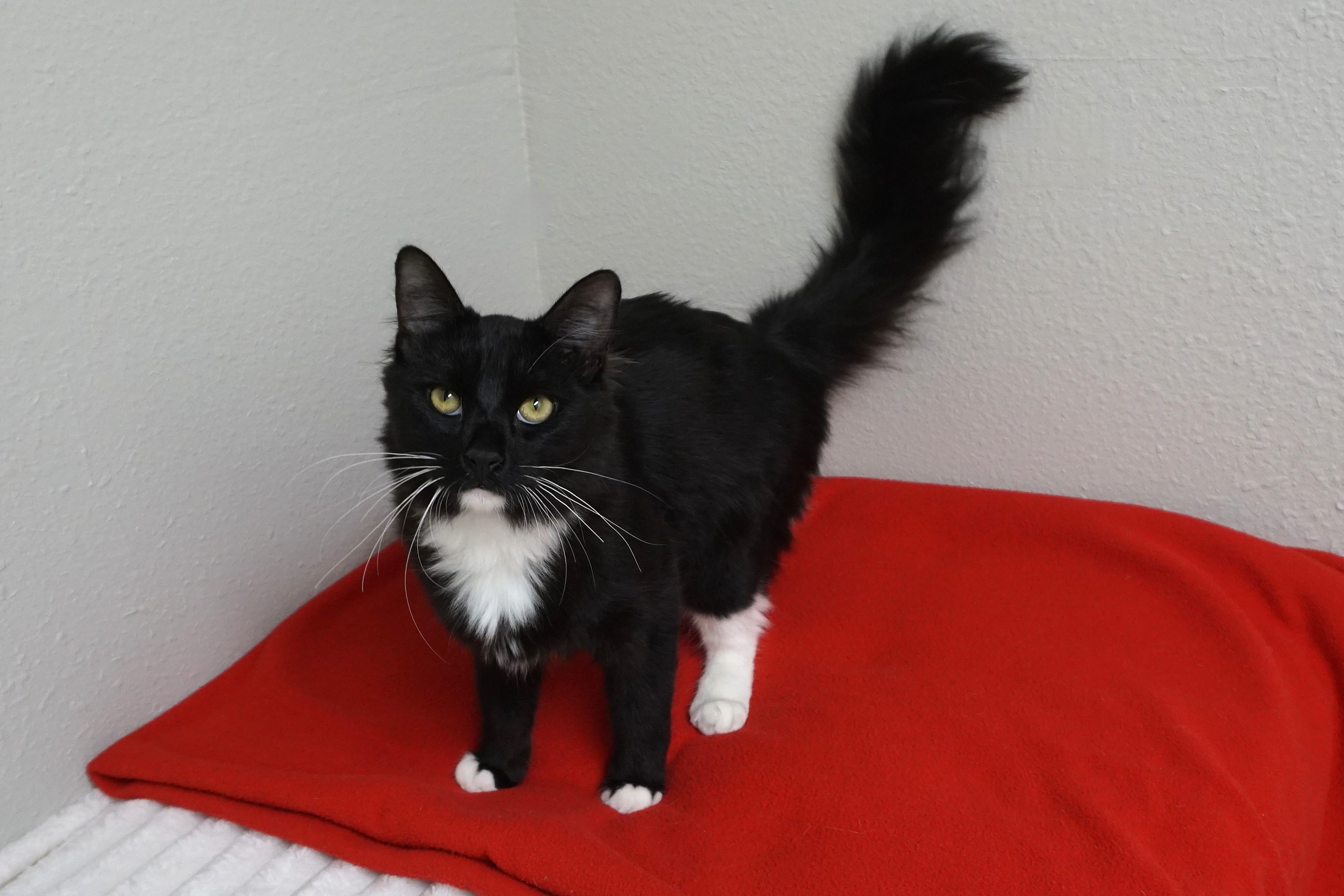 Louie Louie, an adopted Domestic Medium Hair in Fountain Hills, AZ image 2/4