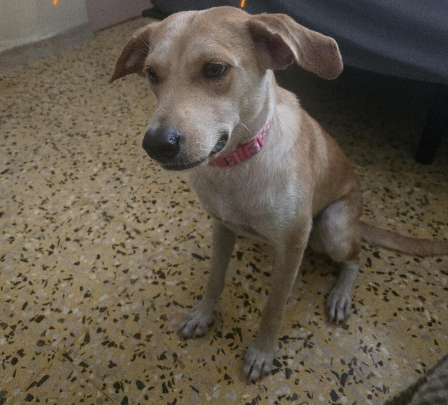 Smiley, Adoptable, Young Female Labrador Retriever.