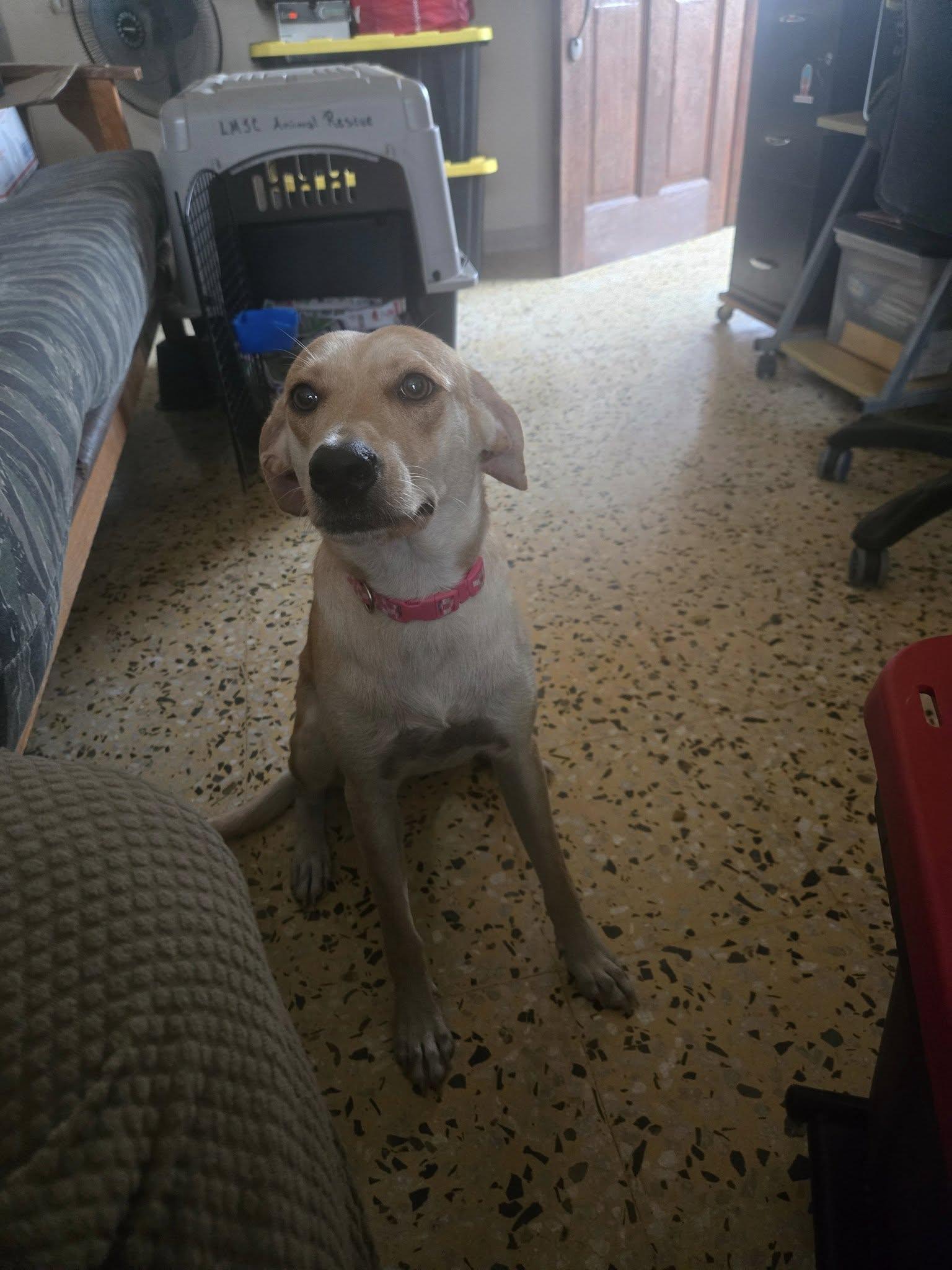 Smiley, a Adoptable mixed breed in Huntington, NY image 2/3