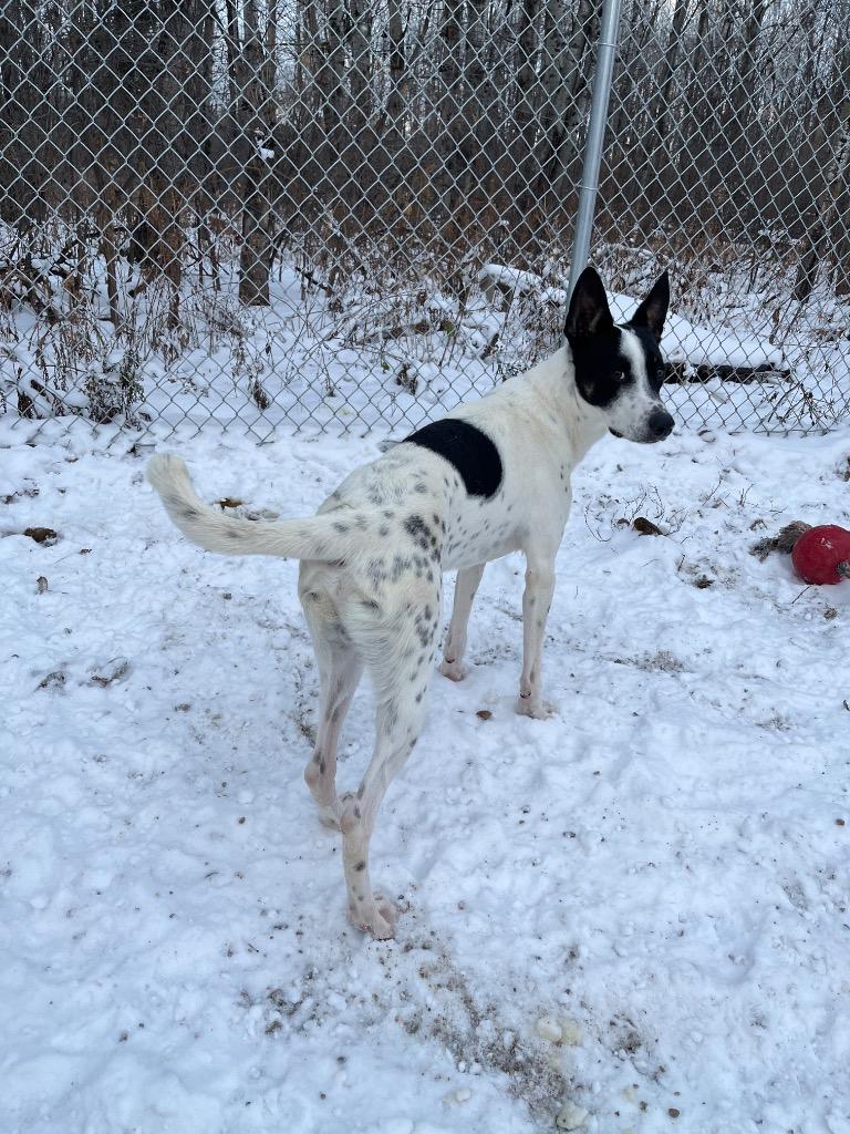 Custer, Adoptable, Young Male Mixed Breed.